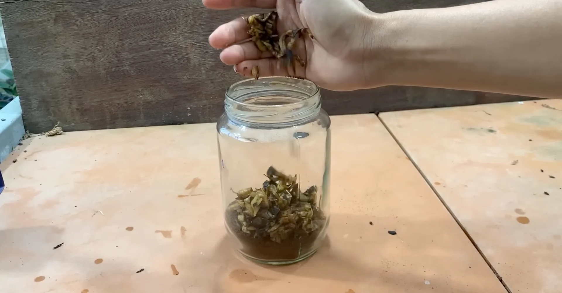 How One Spoonful Transformed My Orchid Growth Rate? screenshot 2