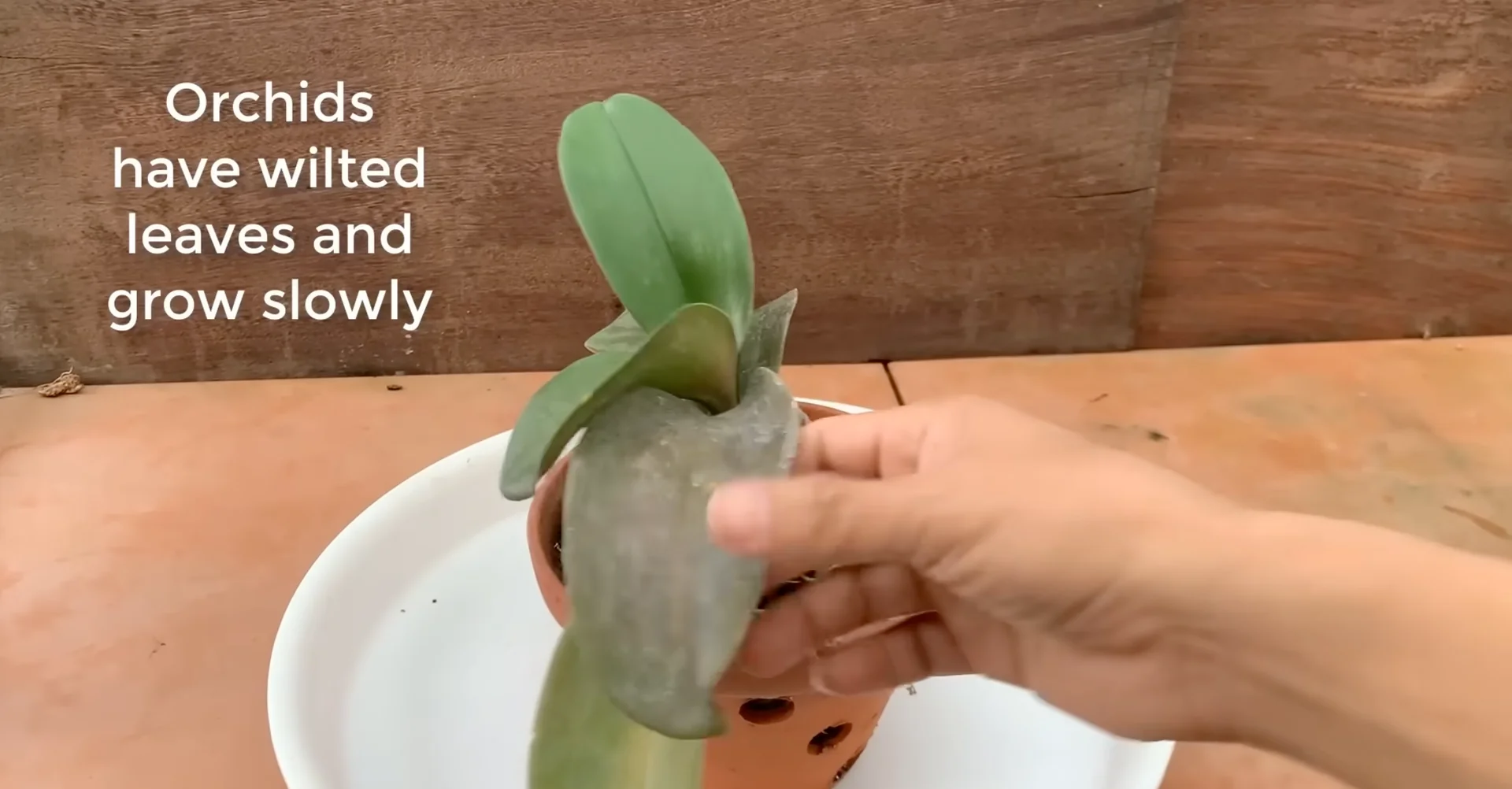 How One Spoonful Transformed My Orchid Growth Rate? screenshot 3