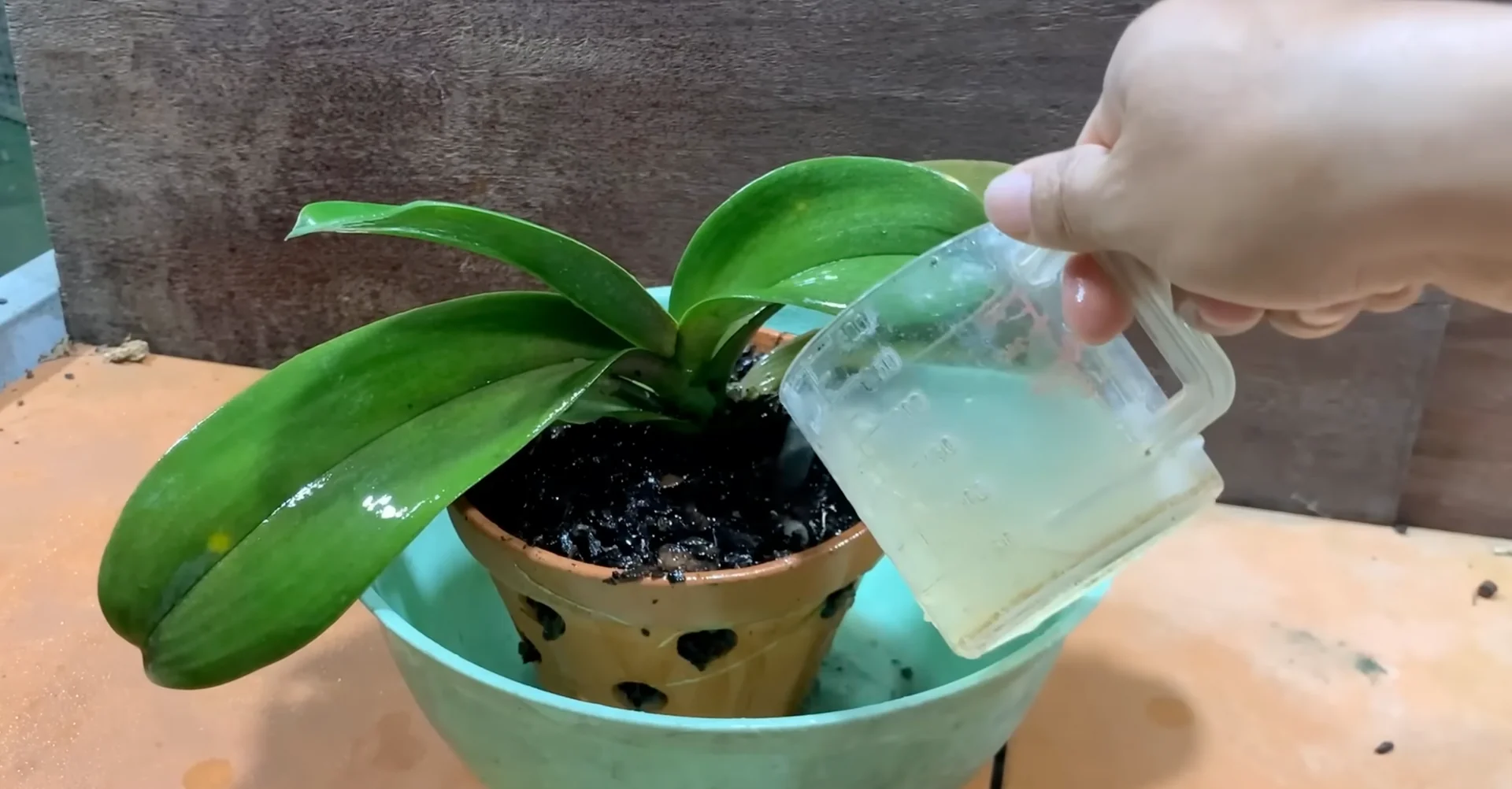 How One Spoonful Transformed My Orchid Growth Rate? screenshot 5