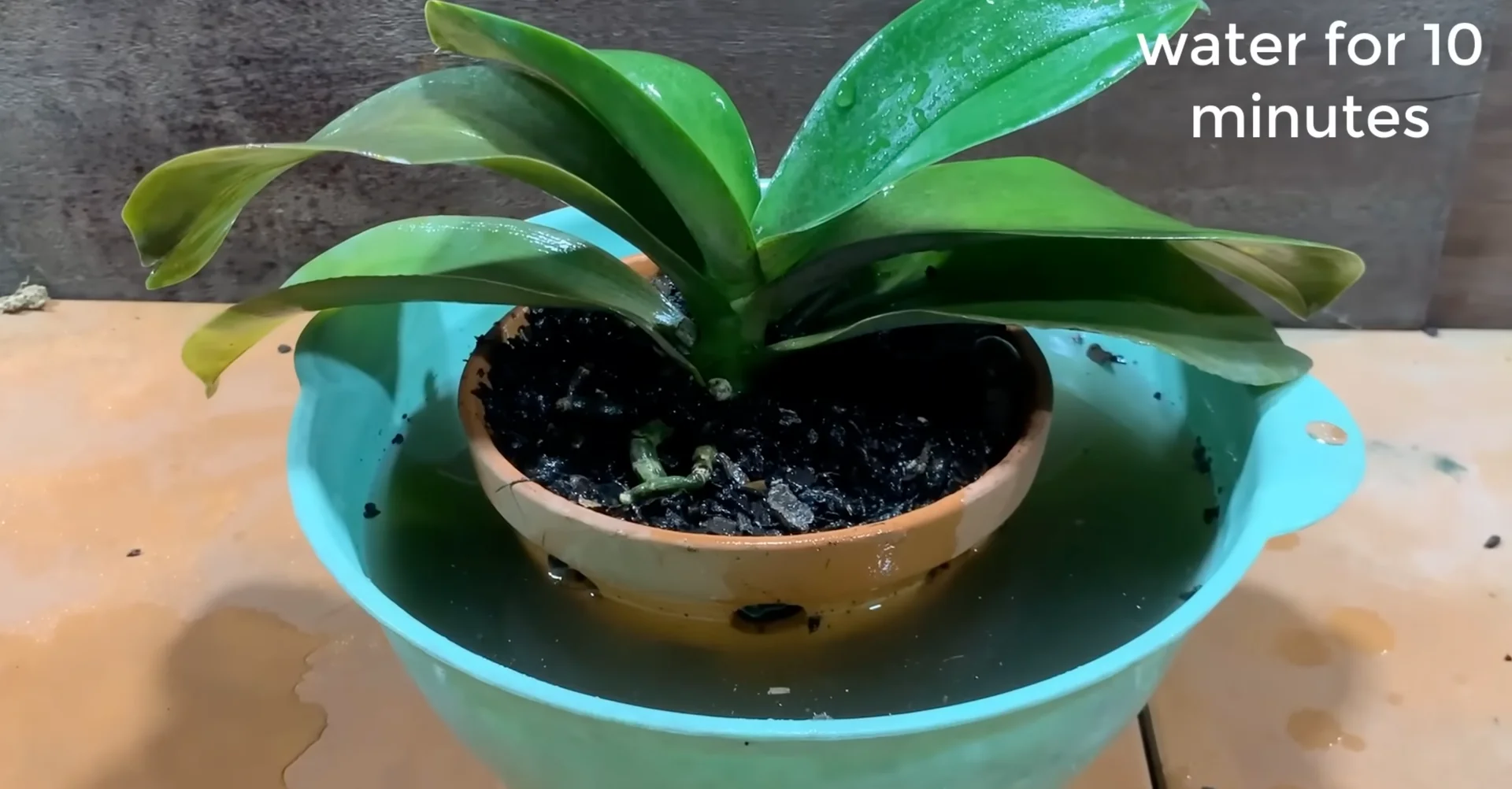 How One Spoonful Transformed My Orchid Growth Rate? screenshot 6