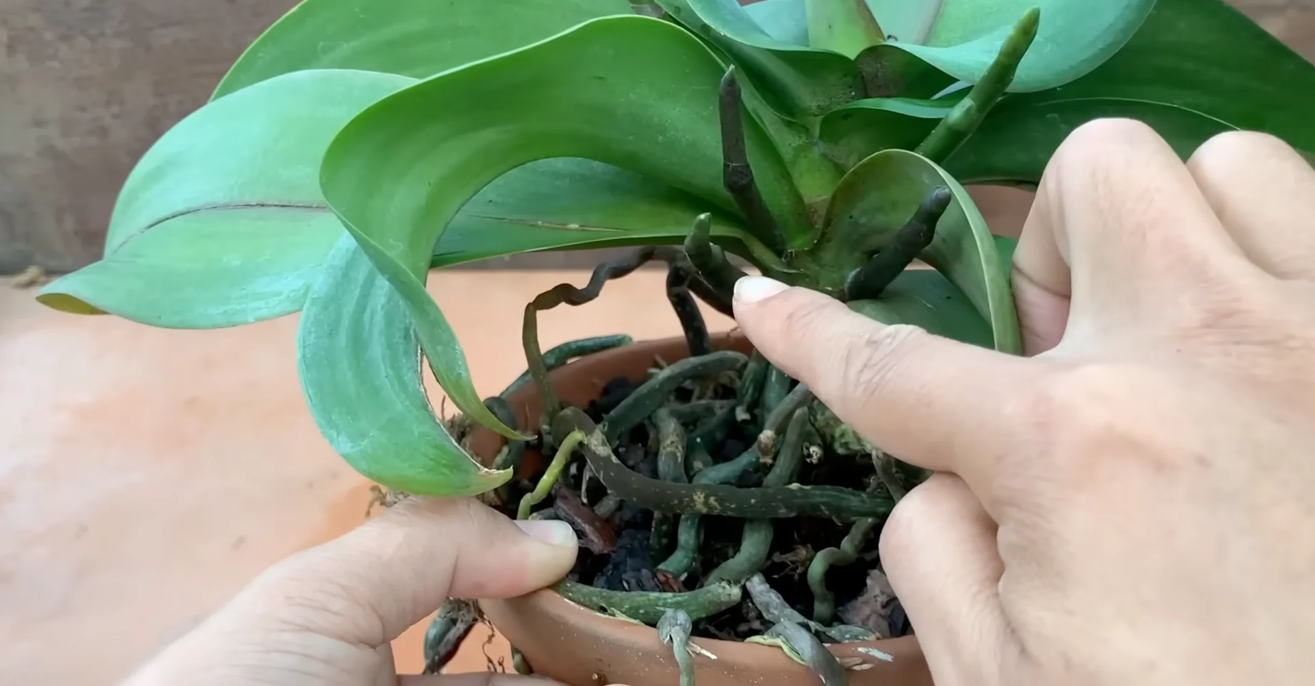 How One Spoonful Transformed My Orchid Growth Rate? screenshot 7