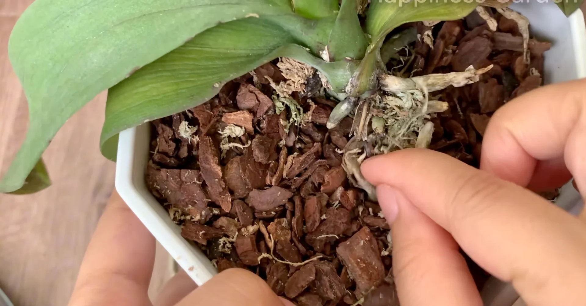 How This Simple Trick Sparks New Orchid Roots Fast? screenshot 1