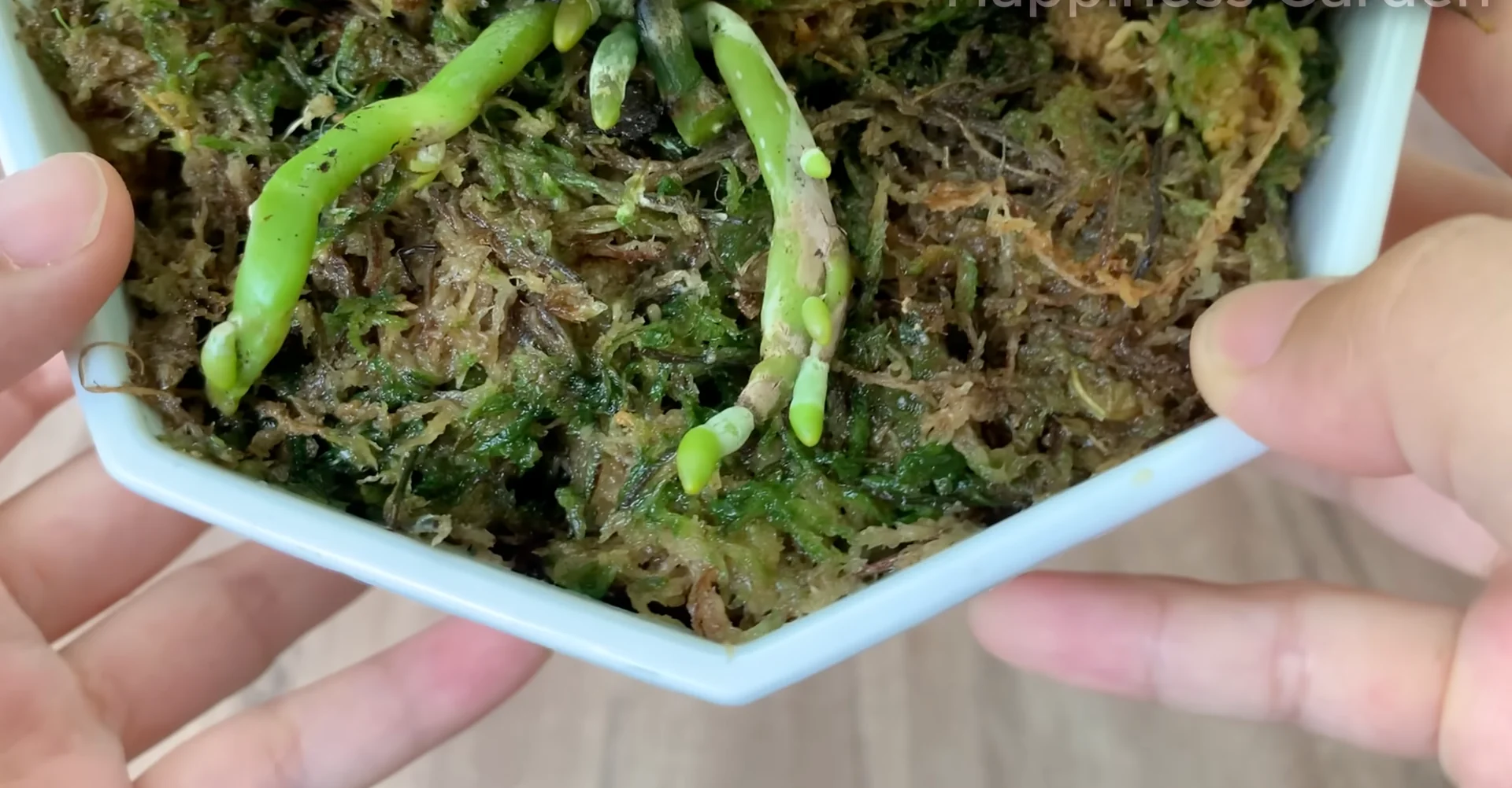 How This Simple Trick Sparks New Orchid Roots Fast? screenshot 10