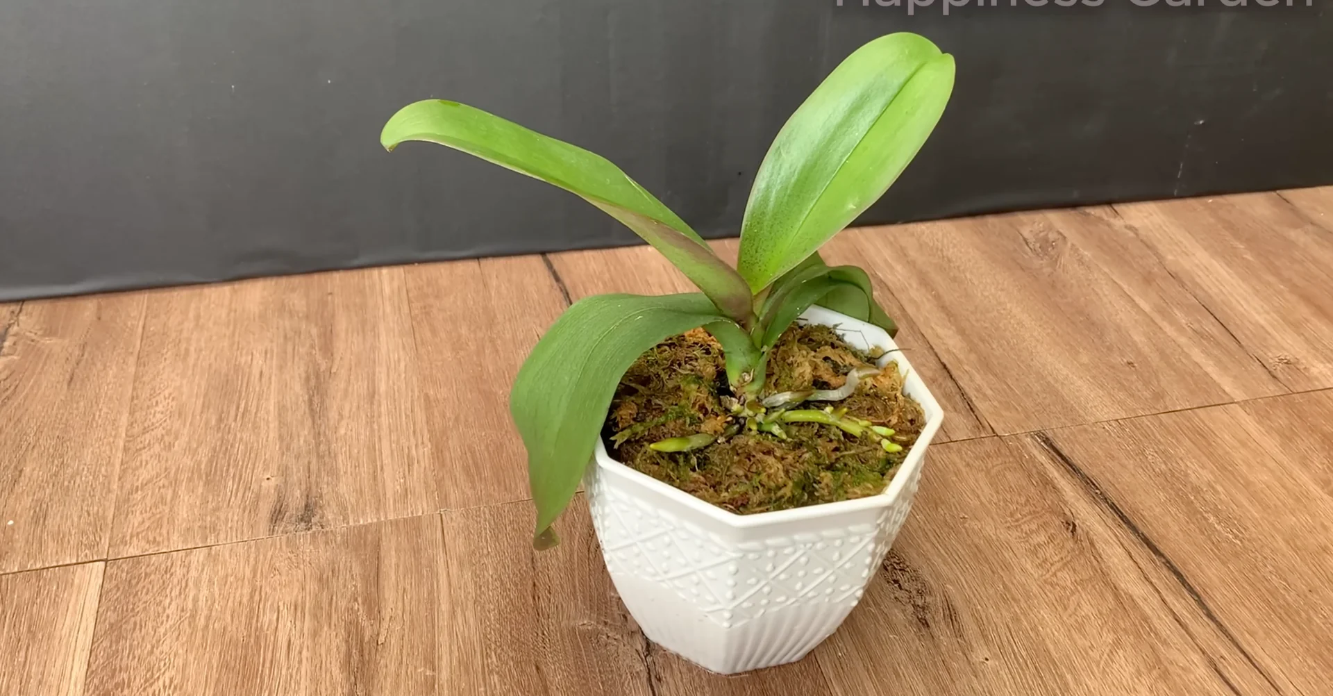 How This Simple Trick Sparks New Orchid Roots Fast? screenshot 11