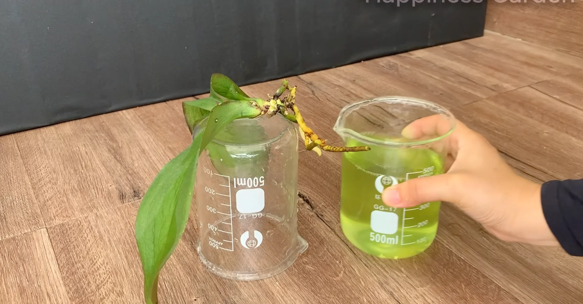 How This Simple Trick Sparks New Orchid Roots Fast? screenshot 4
