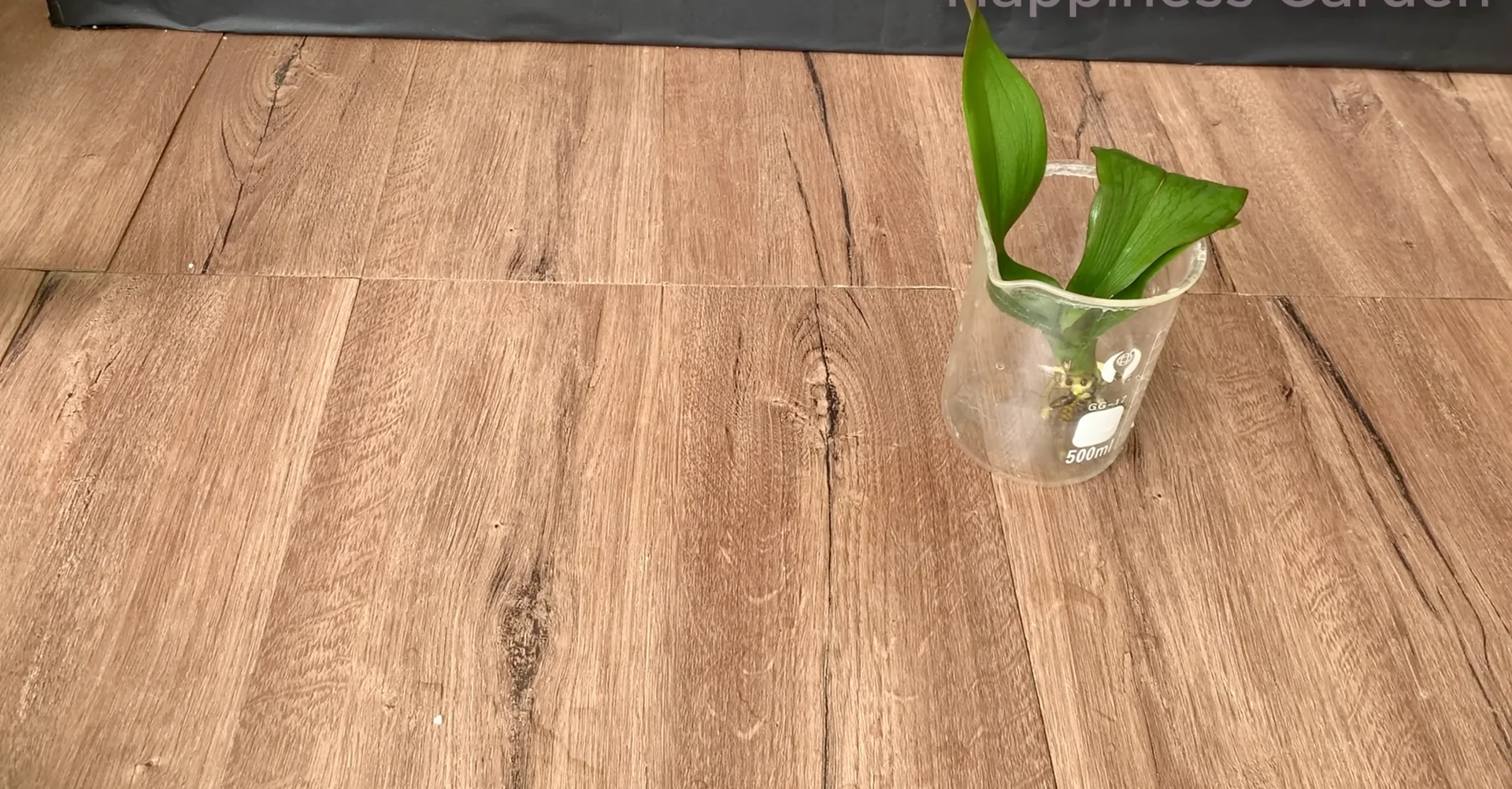 How This Simple Trick Sparks New Orchid Roots Fast? screenshot 5