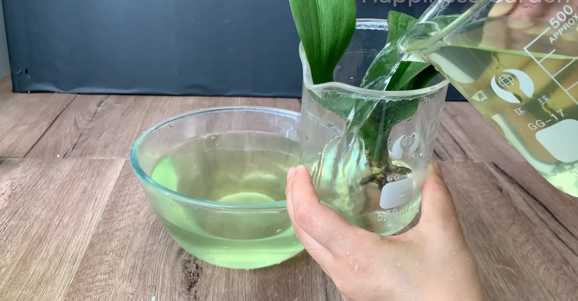 How This Simple Trick Sparks New Orchid Roots Fast? screenshot 6