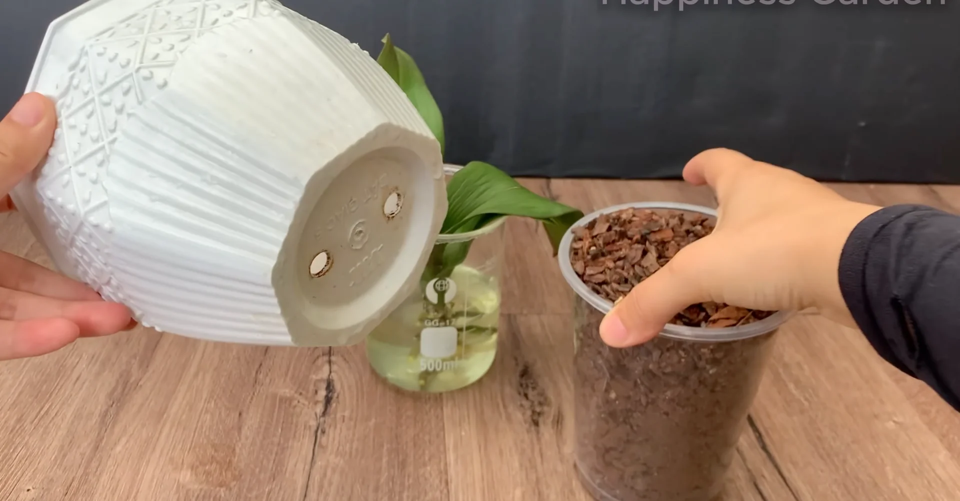 How This Simple Trick Sparks New Orchid Roots Fast? screenshot 7