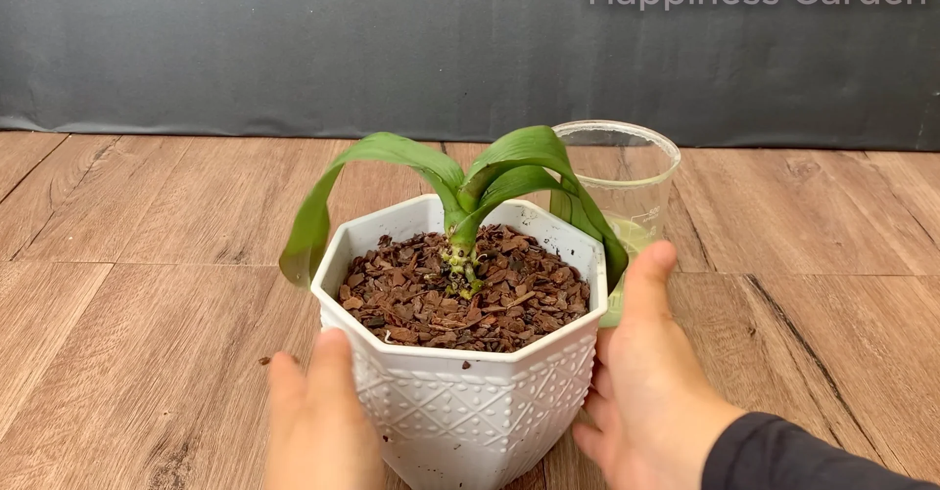 How This Simple Trick Sparks New Orchid Roots Fast? screenshot 8