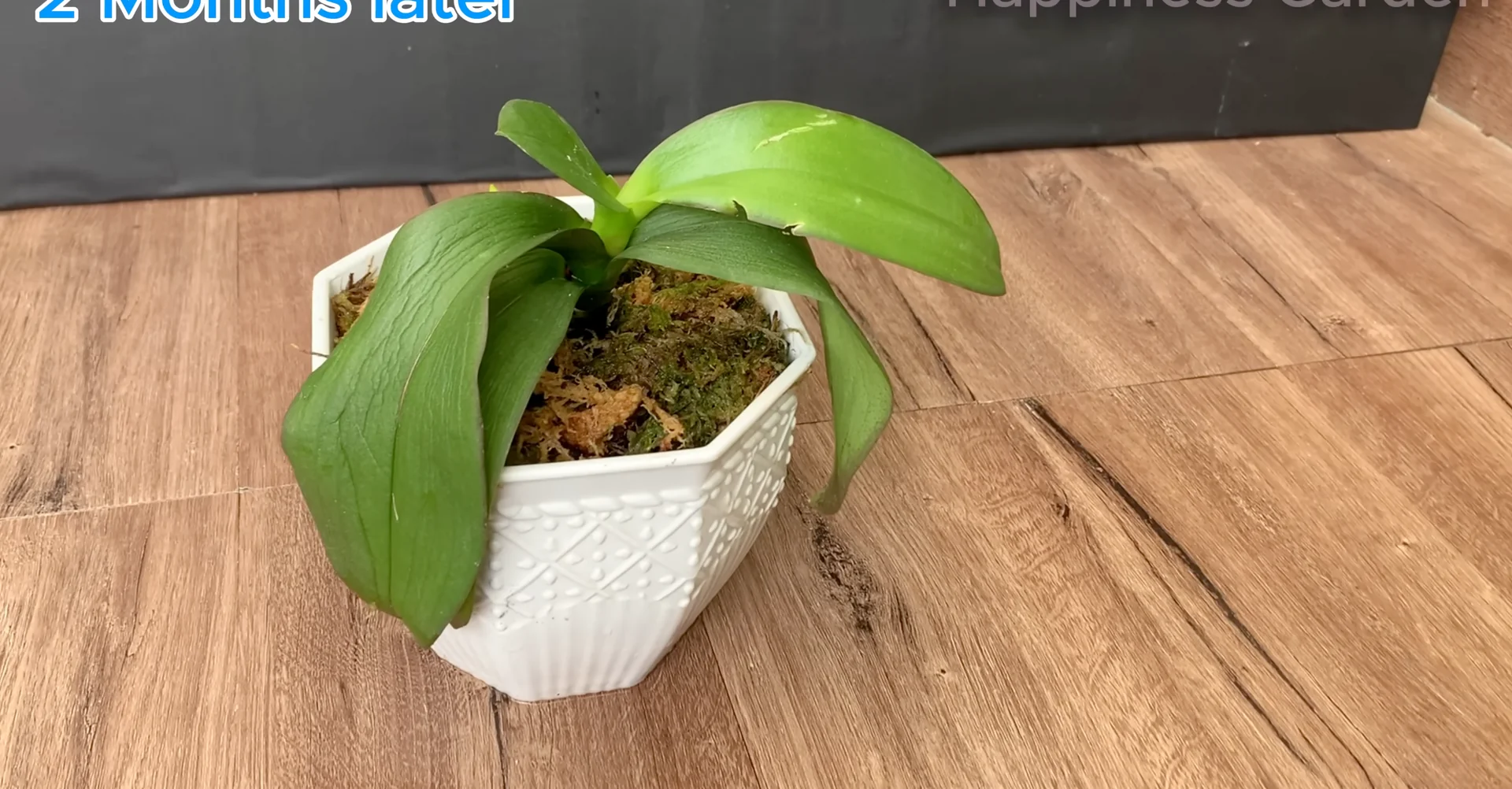 How This Simple Trick Sparks New Orchid Roots Fast? screenshot 9