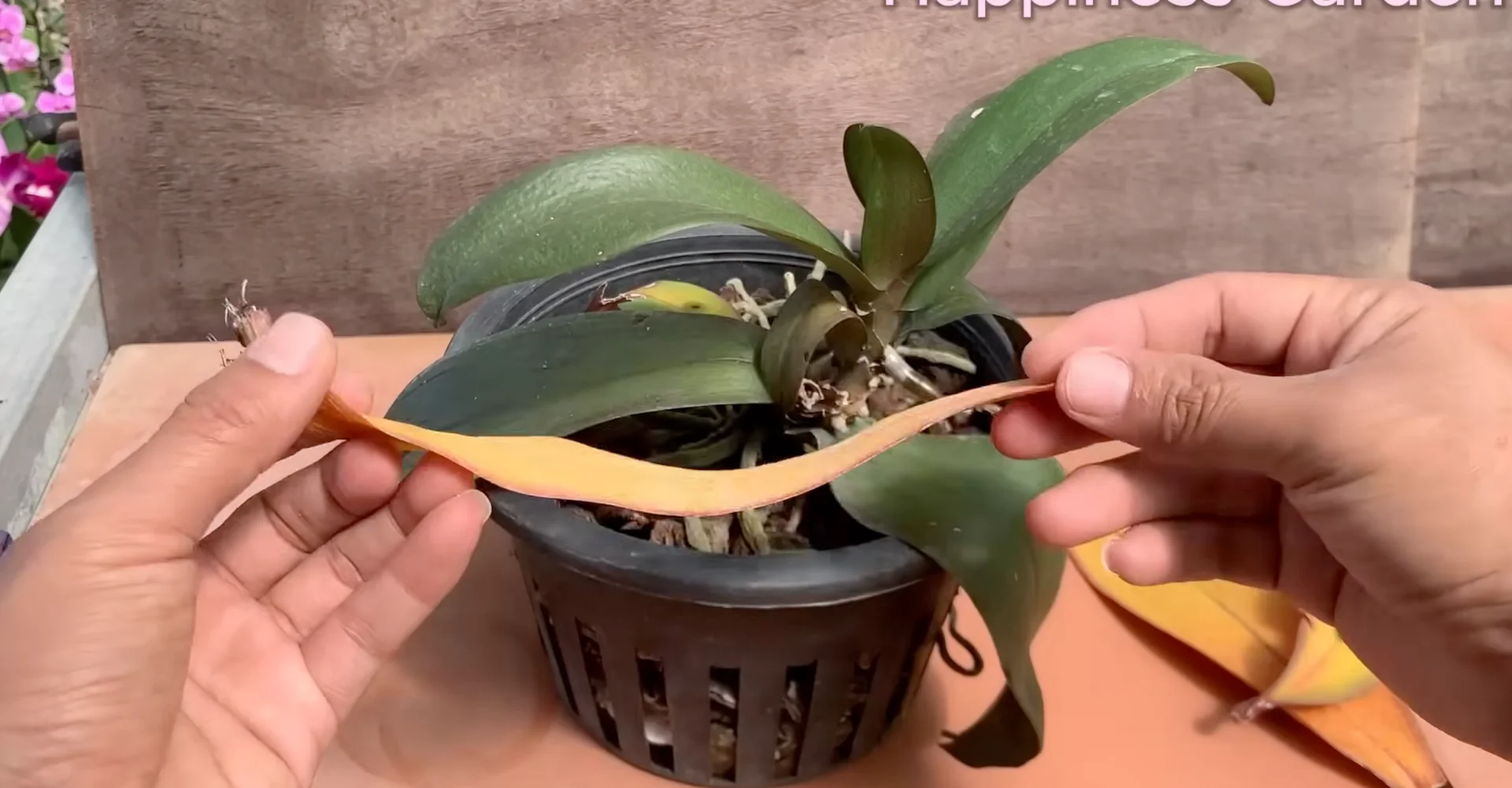 How to Boost Orchid Root Growth for Year-Round Blooms? screenshot 1