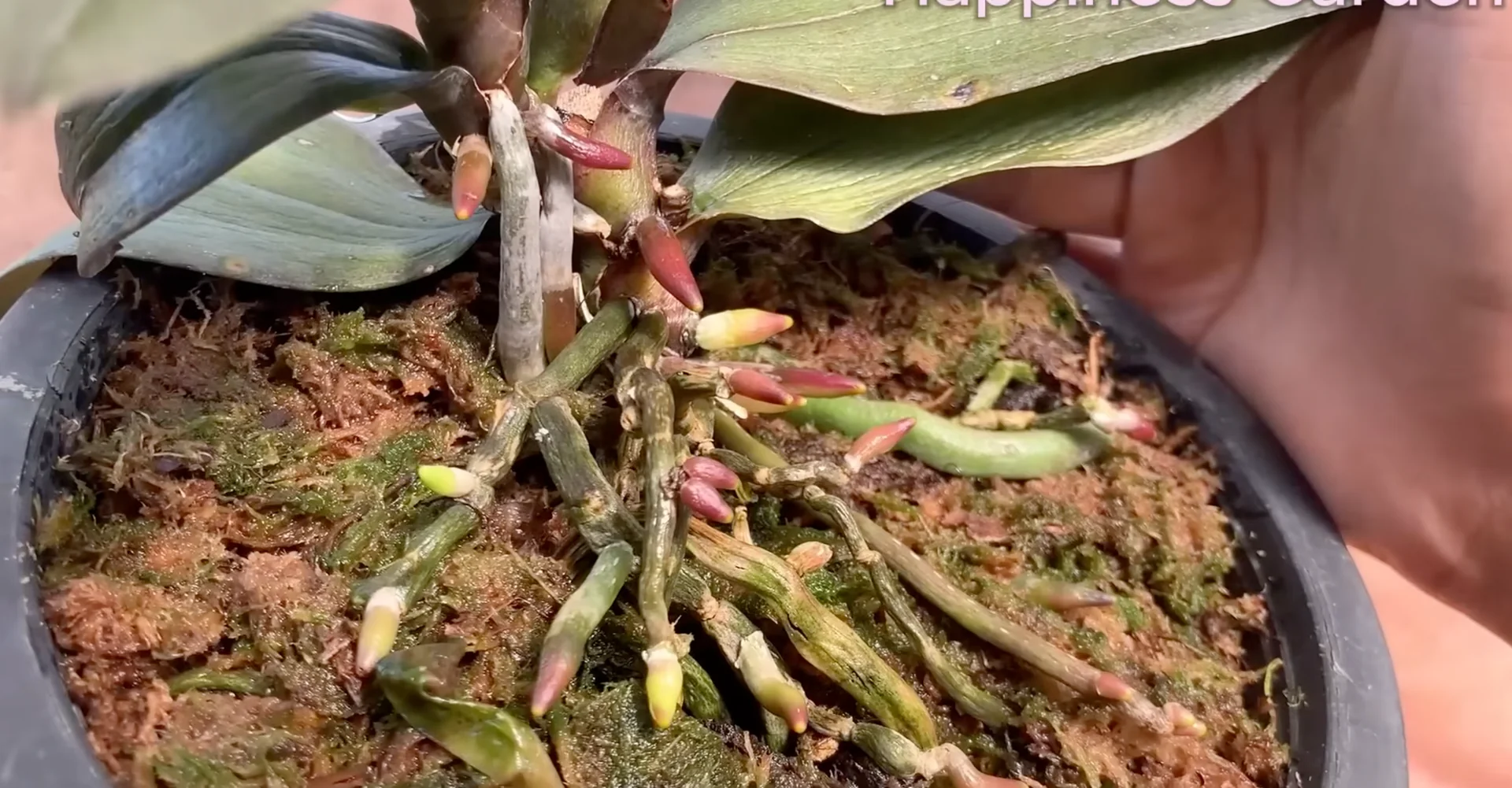 How to Boost Orchid Root Growth for Year-Round Blooms? screenshot 10