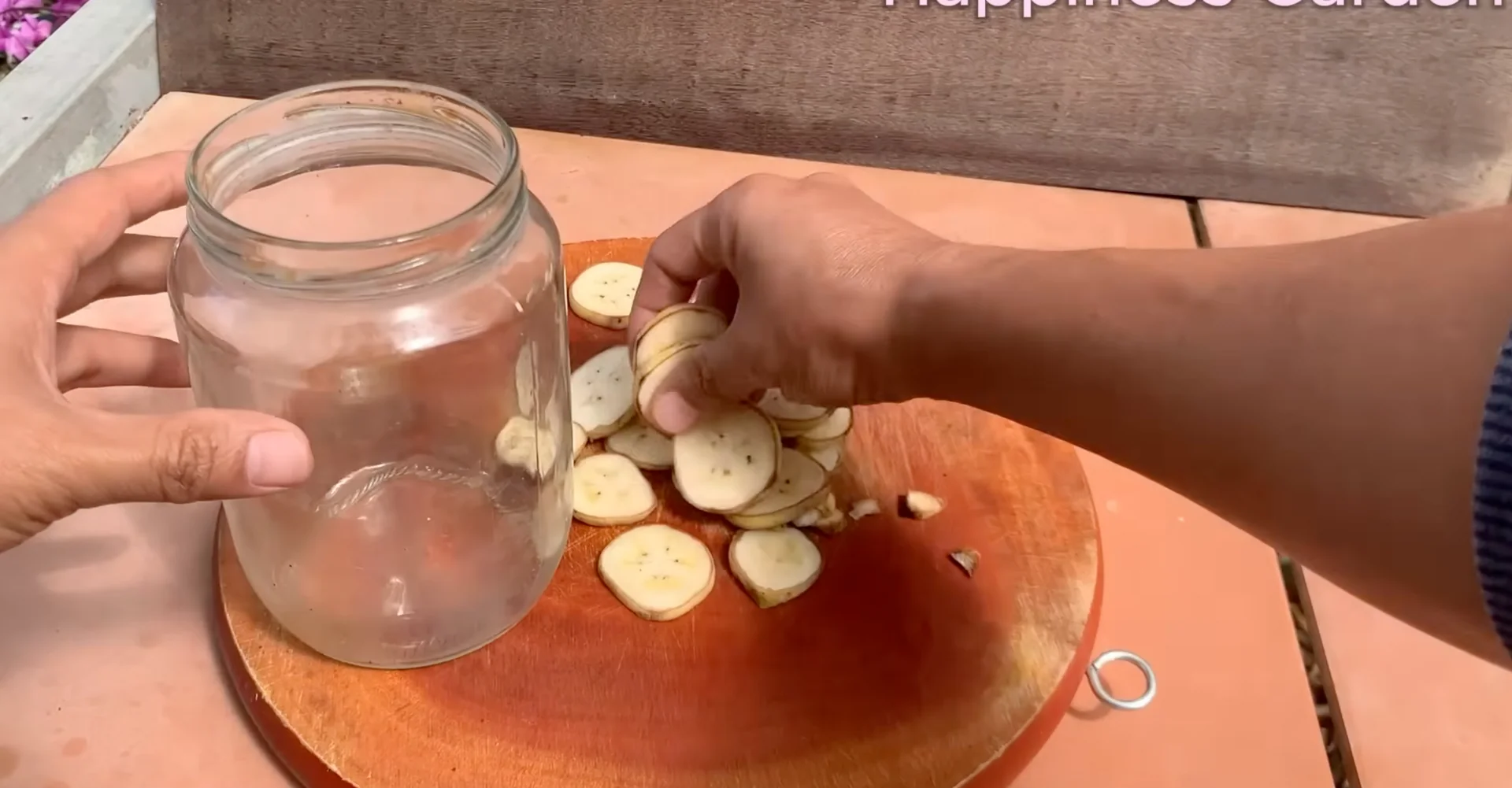 How to Boost Orchid Root Growth for Year-Round Blooms? screenshot 3