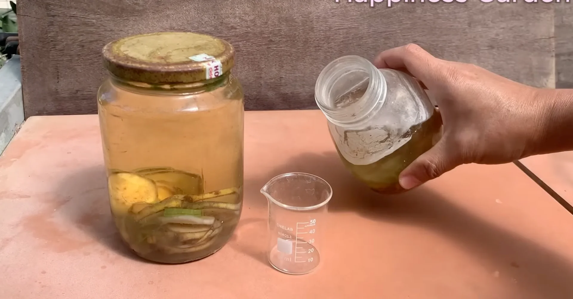How to Boost Orchid Root Growth for Year-Round Blooms? screenshot 6