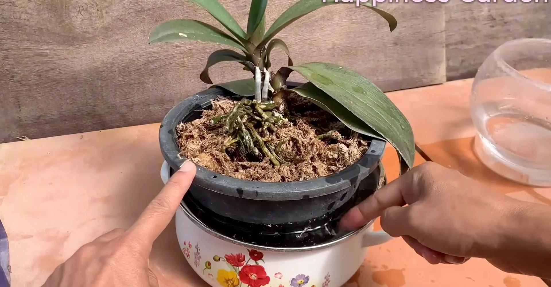 How to Boost Orchid Root Growth for Year-Round Blooms? screenshot 7