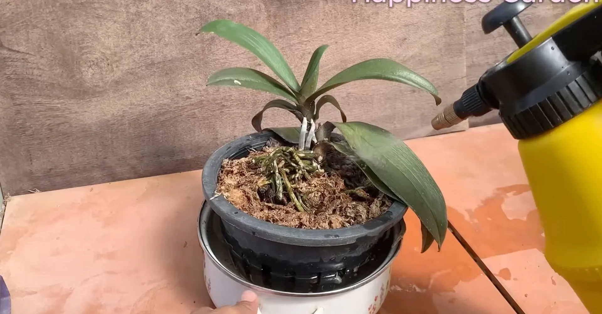 How to Boost Orchid Root Growth for Year-Round Blooms? screenshot 9
