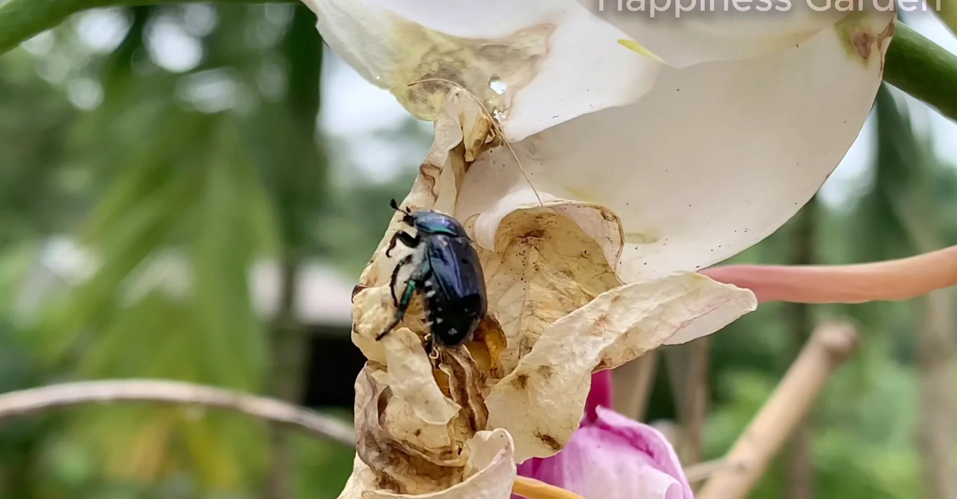 How to Eliminate Orchid Pests for Year-Round Blooms? screenshot 1
