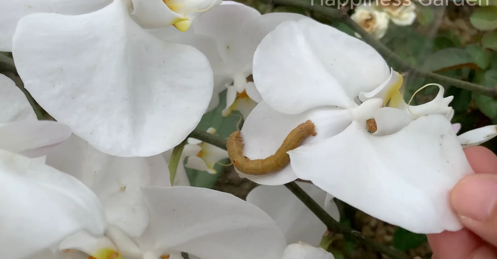 How to Eliminate Orchid Pests for Year-Round Blooms? screenshot 15