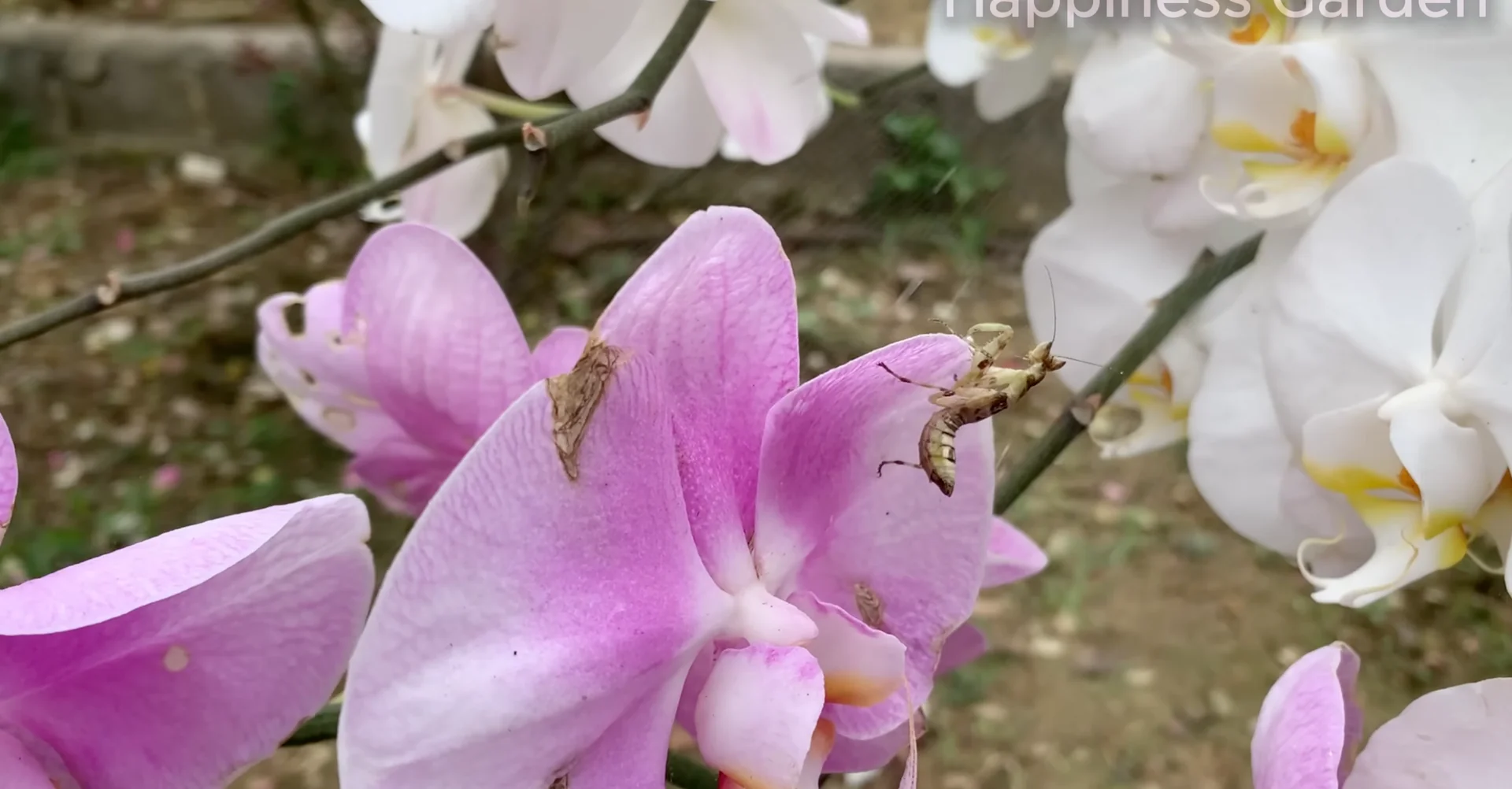 How to Eliminate Orchid Pests for Year-Round Blooms? screenshot 16