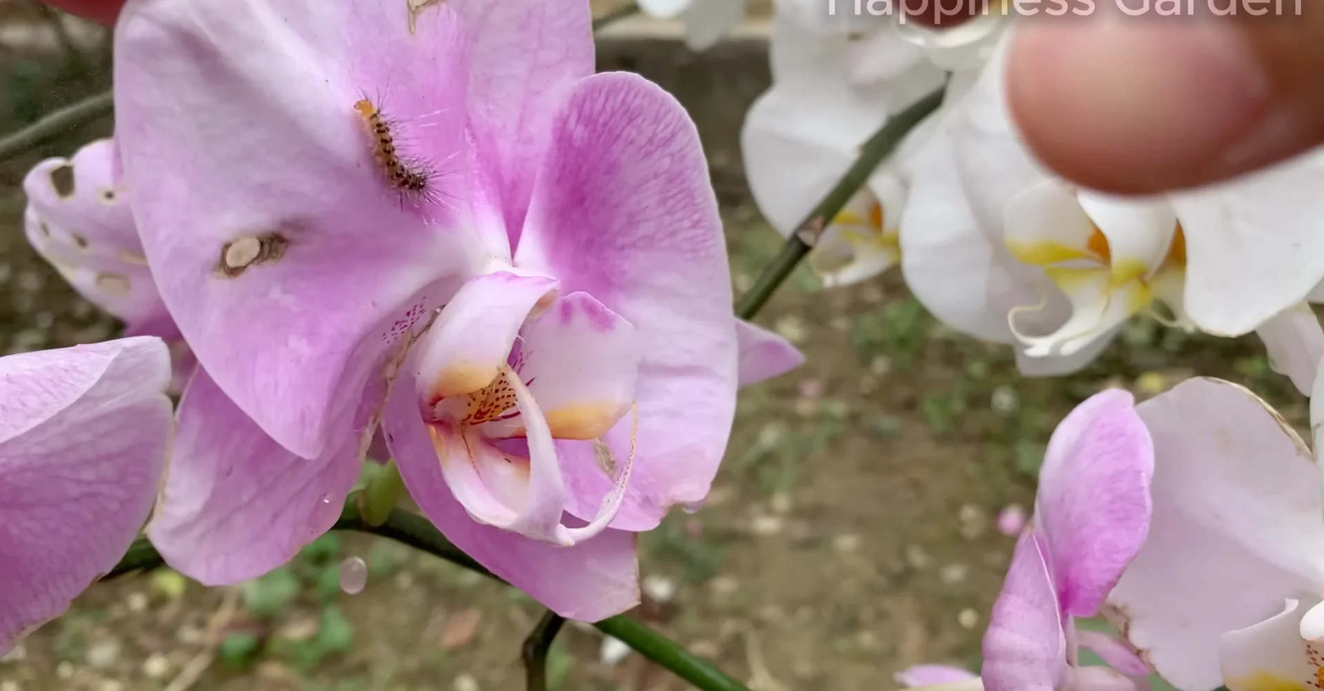 How to Eliminate Orchid Pests for Year-Round Blooms? screenshot 17