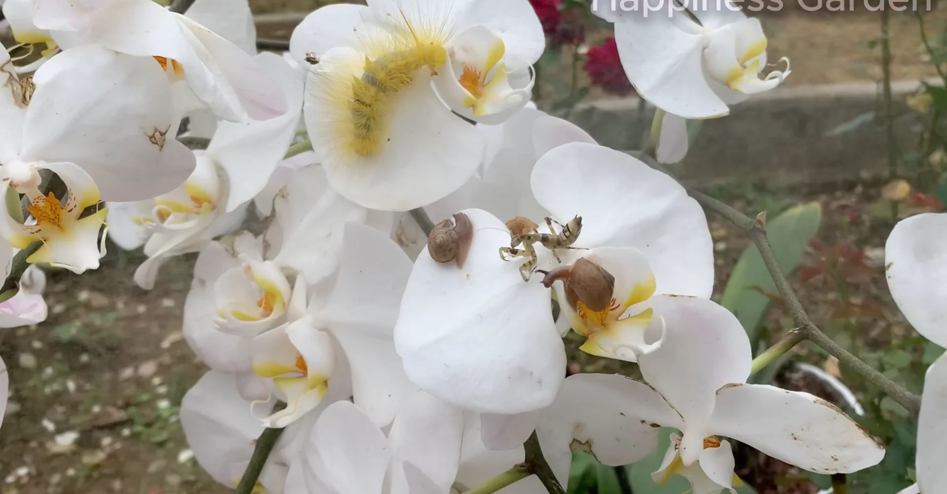 How to Eliminate Orchid Pests for Year-Round Blooms? screenshot 18