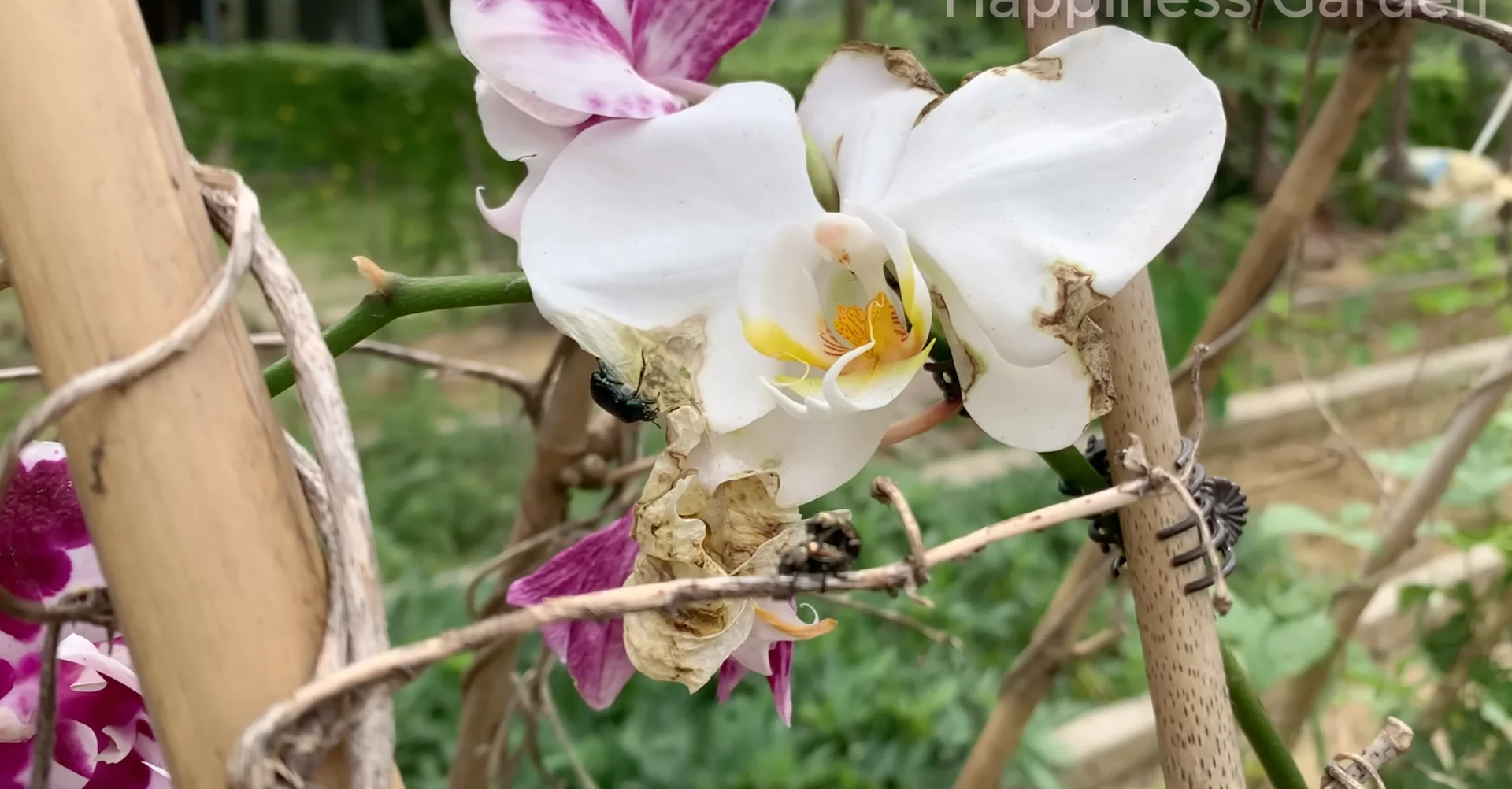How to Eliminate Orchid Pests for Year-Round Blooms? screenshot 2