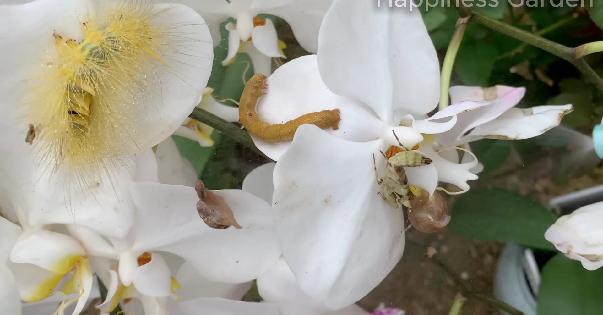 How to Eliminate Orchid Pests for Year-Round Blooms? screenshot 20