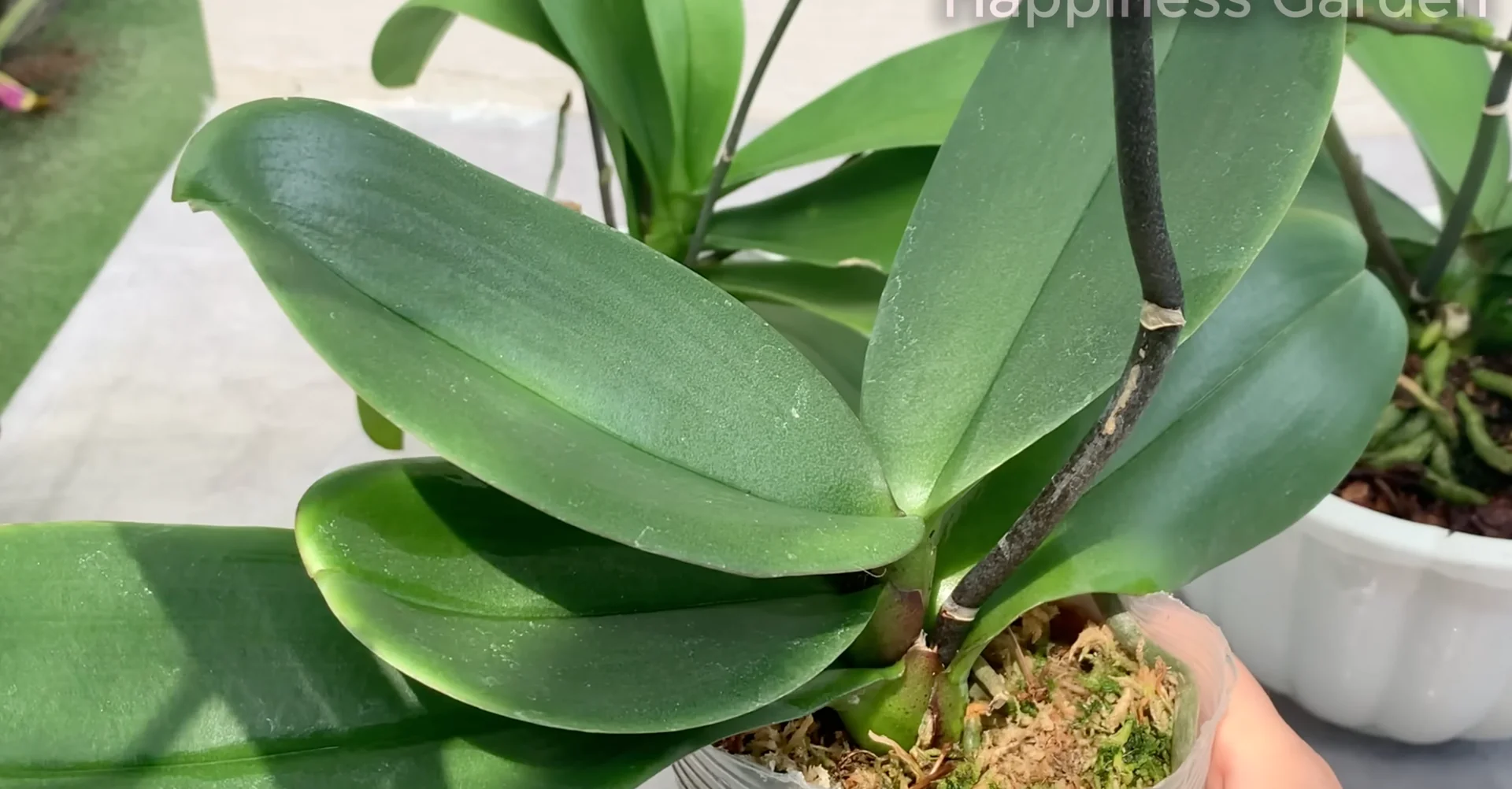 How to Eliminate Orchid Pests for Year-Round Blooms? screenshot 21