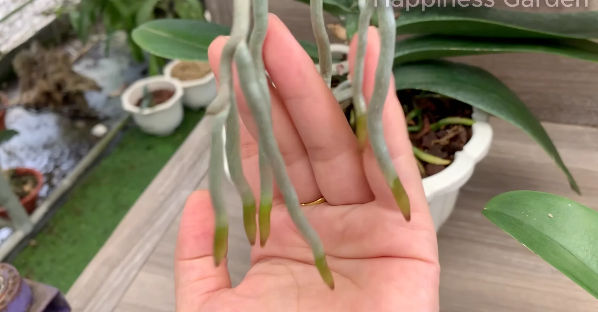 How to Eliminate Orchid Pests for Year-Round Blooms? screenshot 23