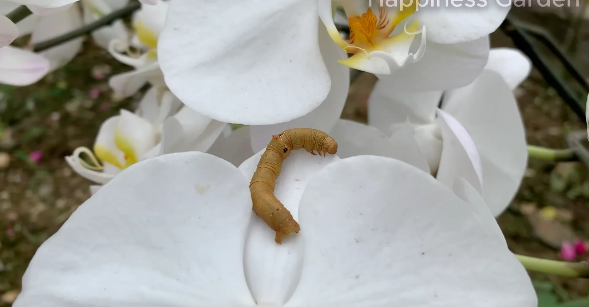 How to Eliminate Orchid Pests for Year-Round Blooms? screenshot 3