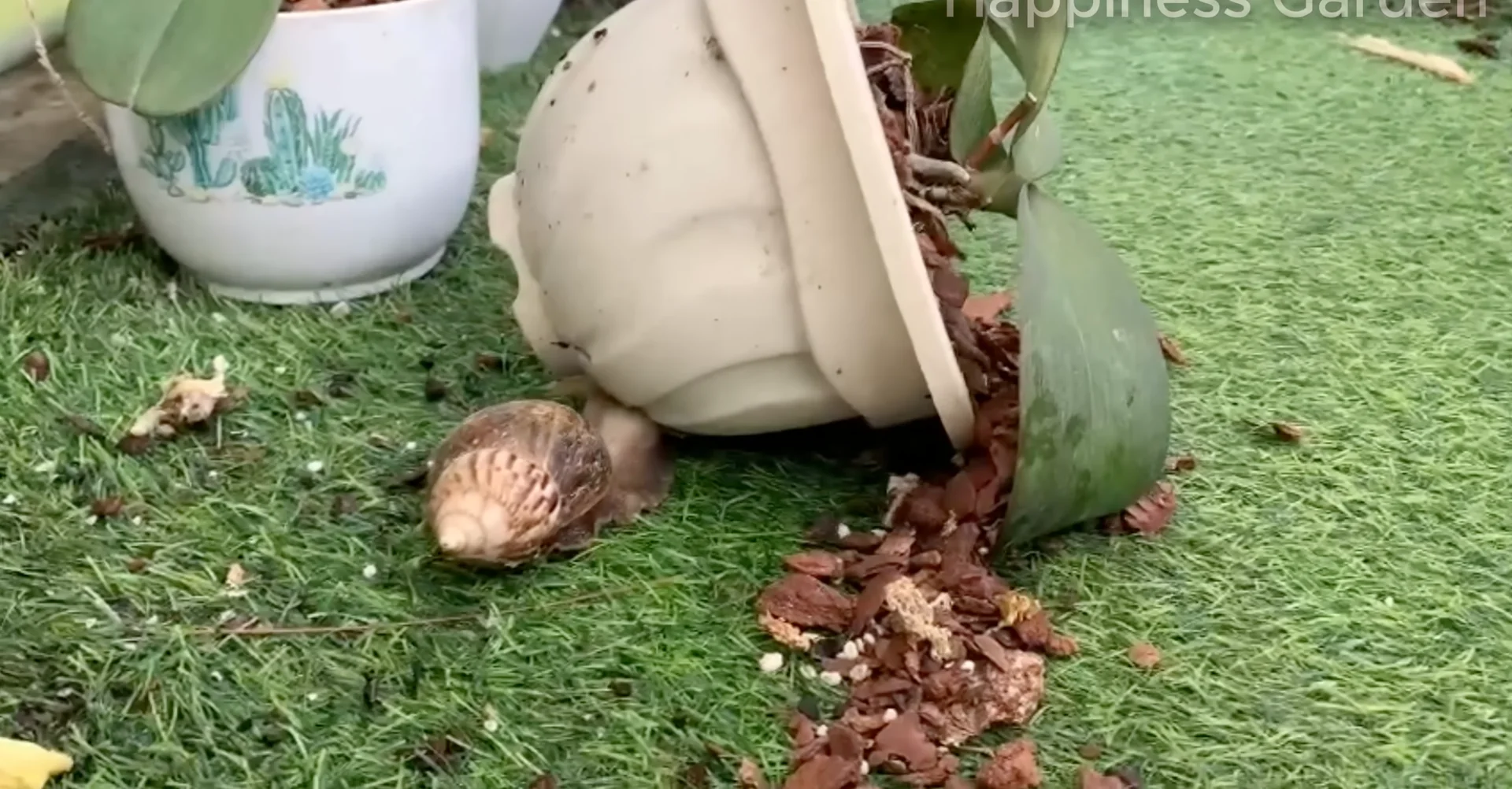 How to Eliminate Orchid Pests for Year-Round Blooms? screenshot 4