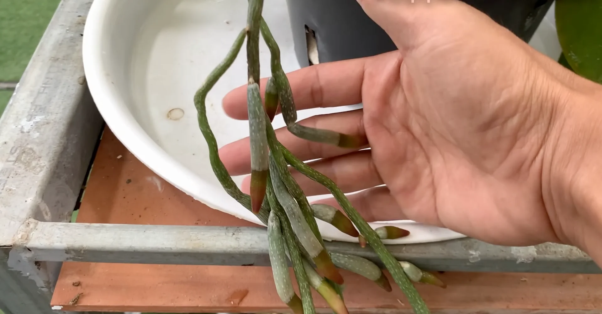 How to Get Orchids Blooming Again with a Proven Method? screenshot 1