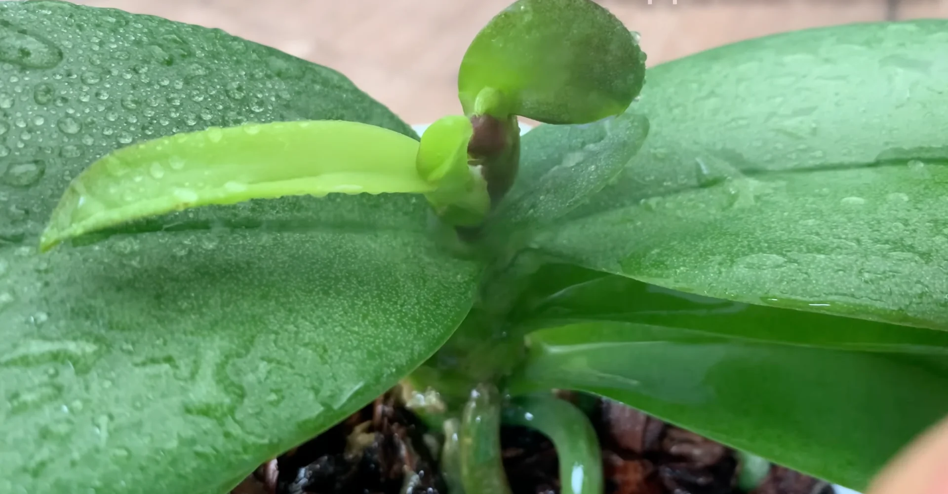 How to Get Orchids Blooming Again with a Proven Method? screenshot 10