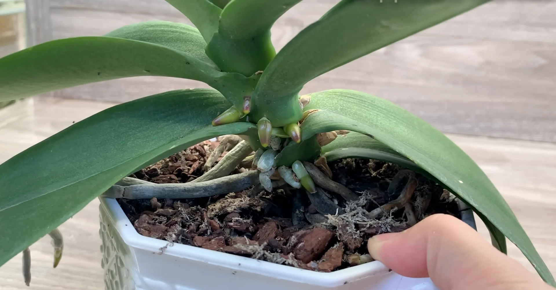 How to Get Orchids Blooming Again with a Proven Method? screenshot 11