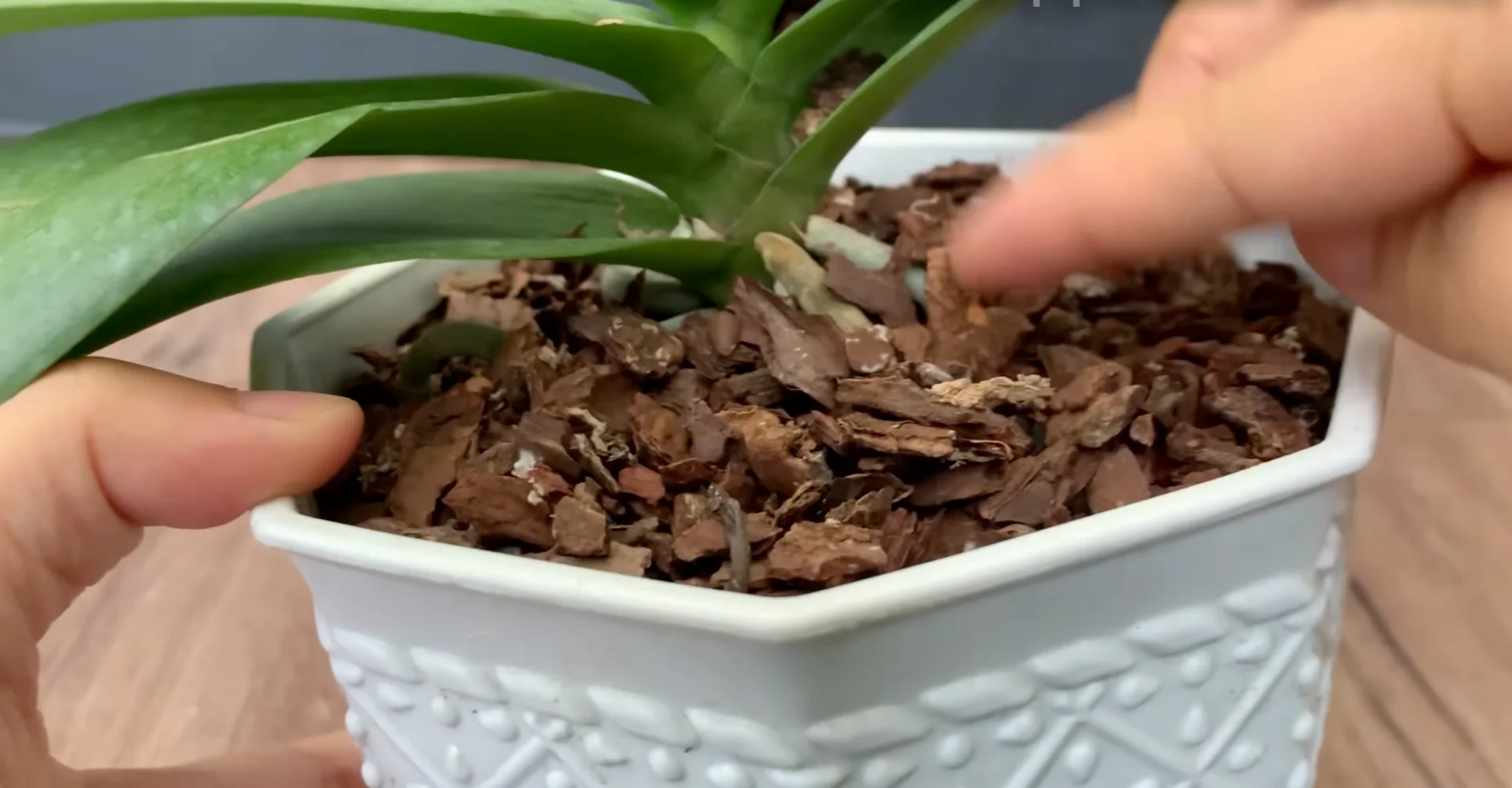 How to Get Orchids Blooming Again with a Proven Method? screenshot 2