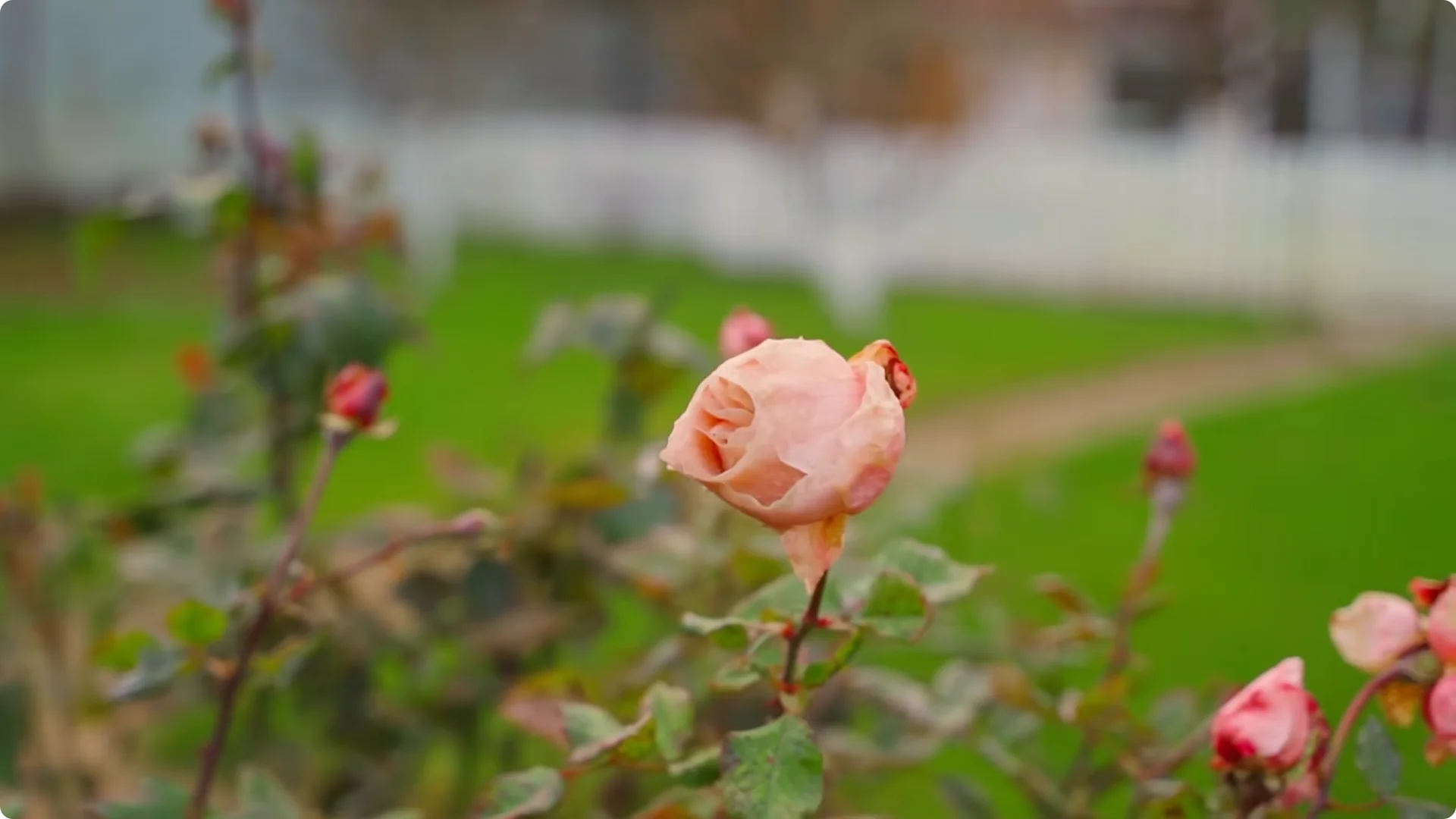 How to Grow Roses That Bloom All Year (Even If You're a Beginner) screenshot 1