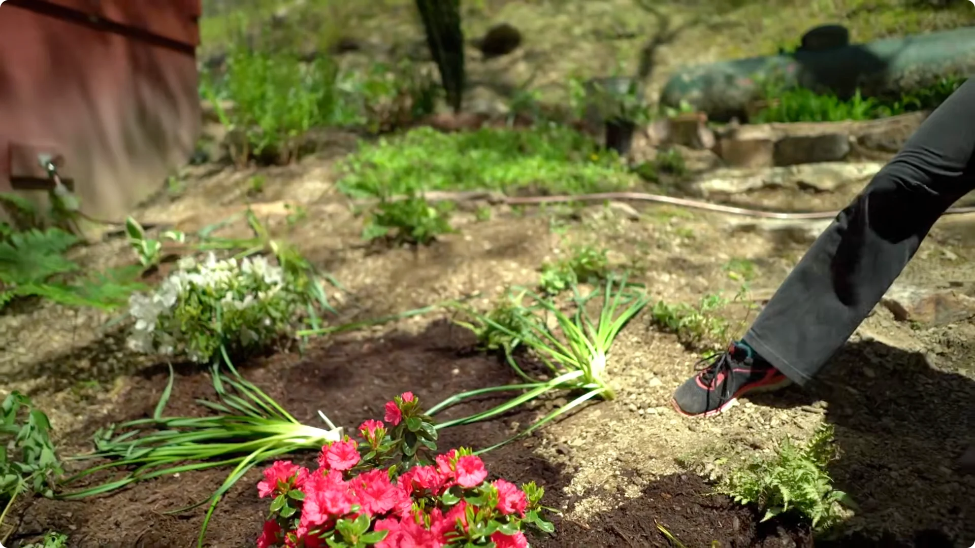 How to Grow Roses That Bloom All Year (Even If You're a Beginner) screenshot 17