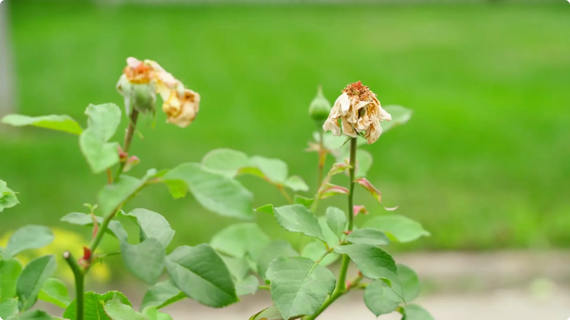 How to Grow Roses That Bloom All Year (Even If You're a Beginner) screenshot 27
