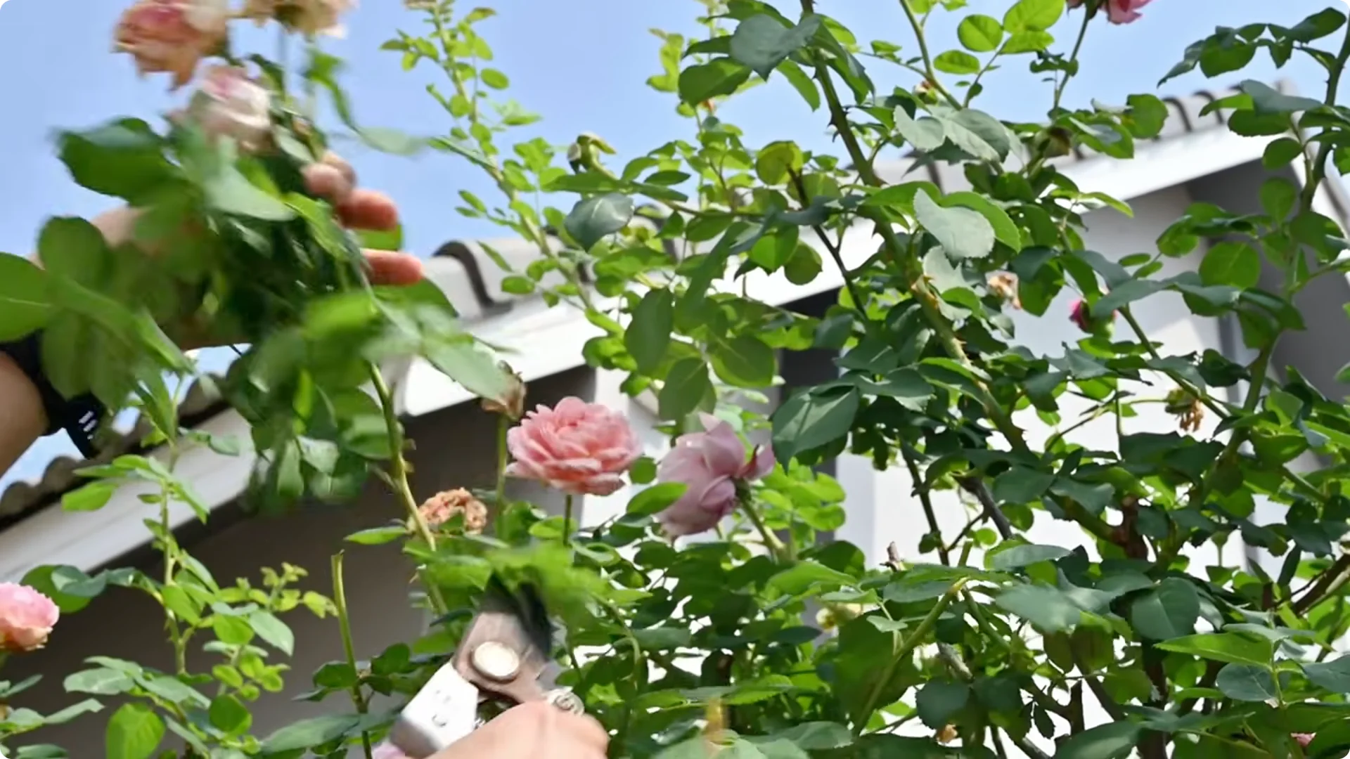 How to Grow Roses That Bloom All Year (Even If You're a Beginner) screenshot 3
