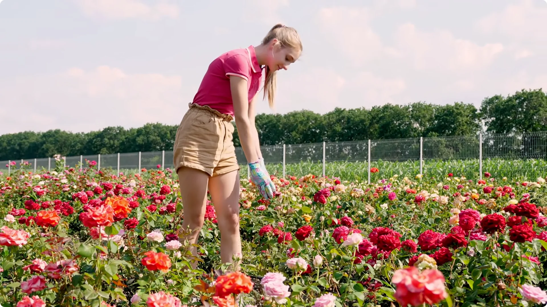 How to Grow Roses That Bloom All Year (Even If You're a Beginner) screenshot 30