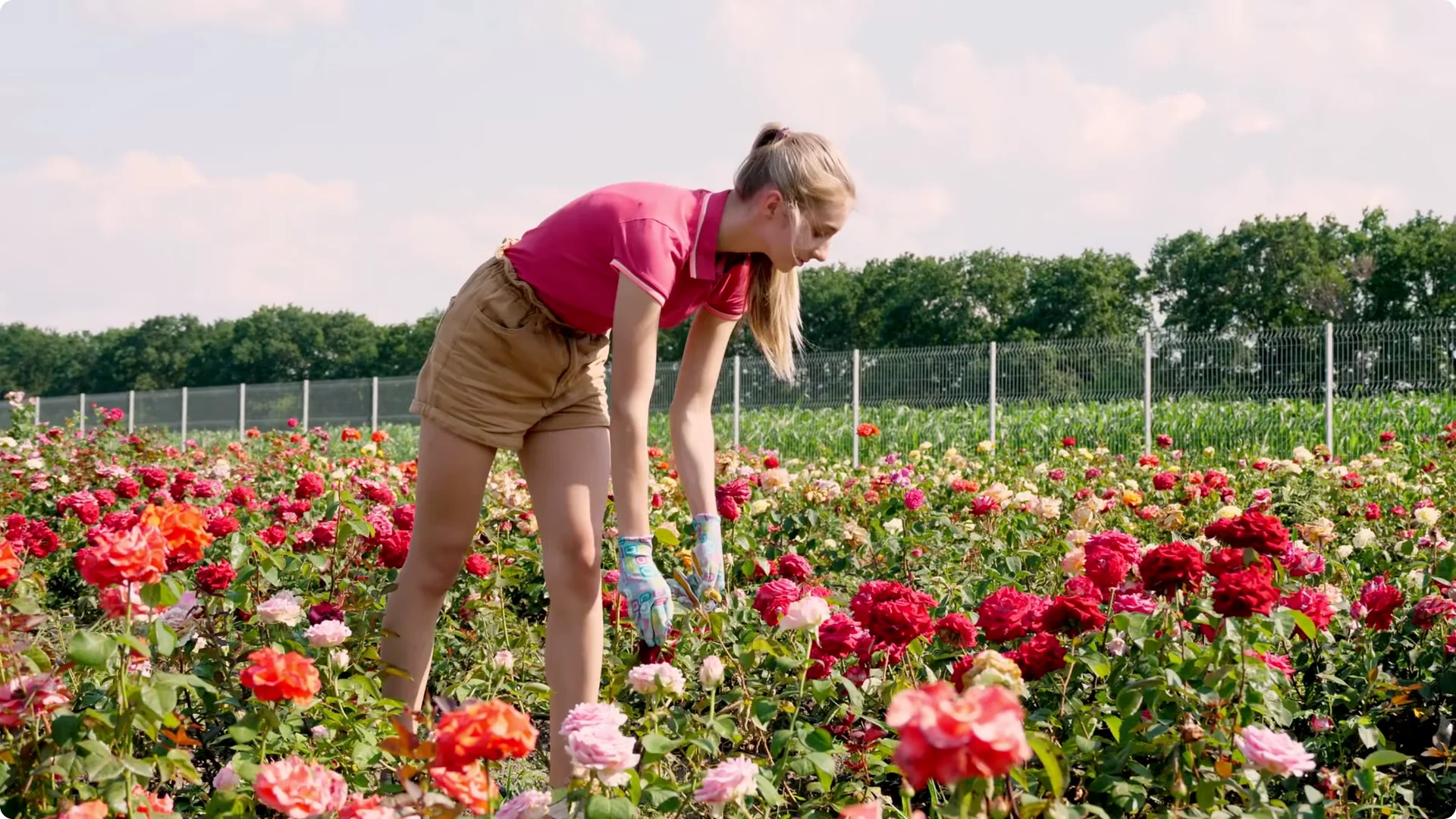 How to Grow Roses That Bloom All Year (Even If You're a Beginner) screenshot 32