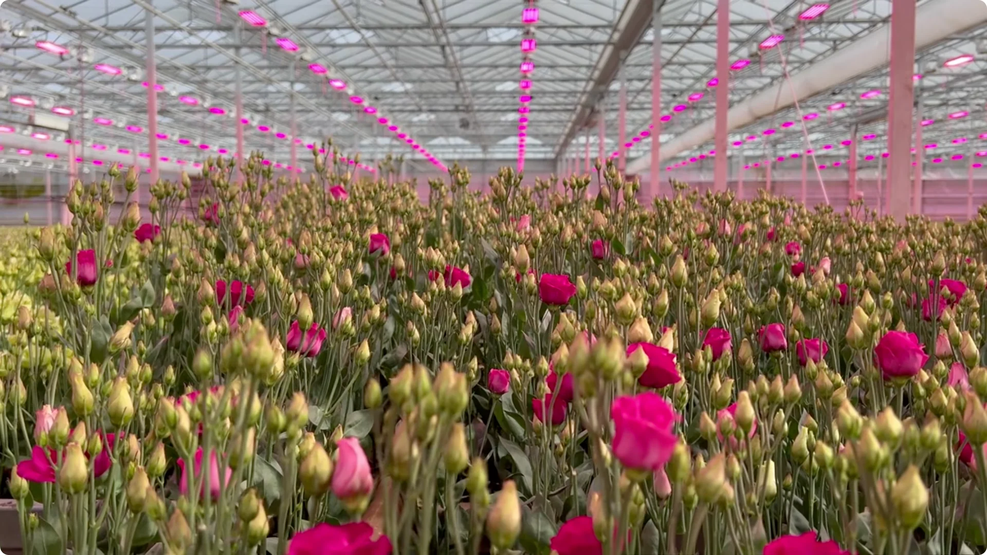 How to Grow Roses That Bloom All Year (Even If You're a Beginner) screenshot 33