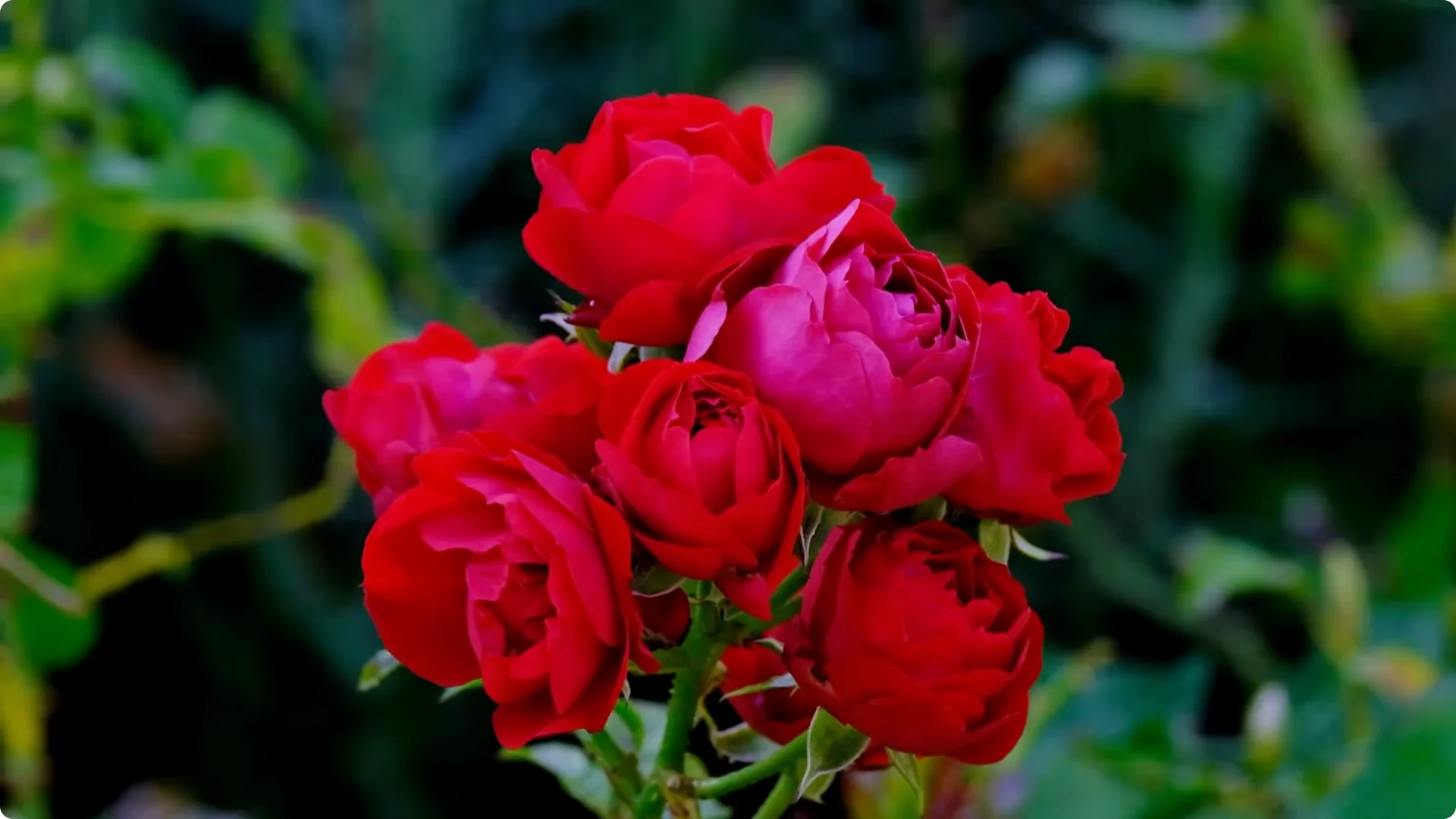 How to Grow Roses That Bloom All Year (Even If You're a Beginner) screenshot 36