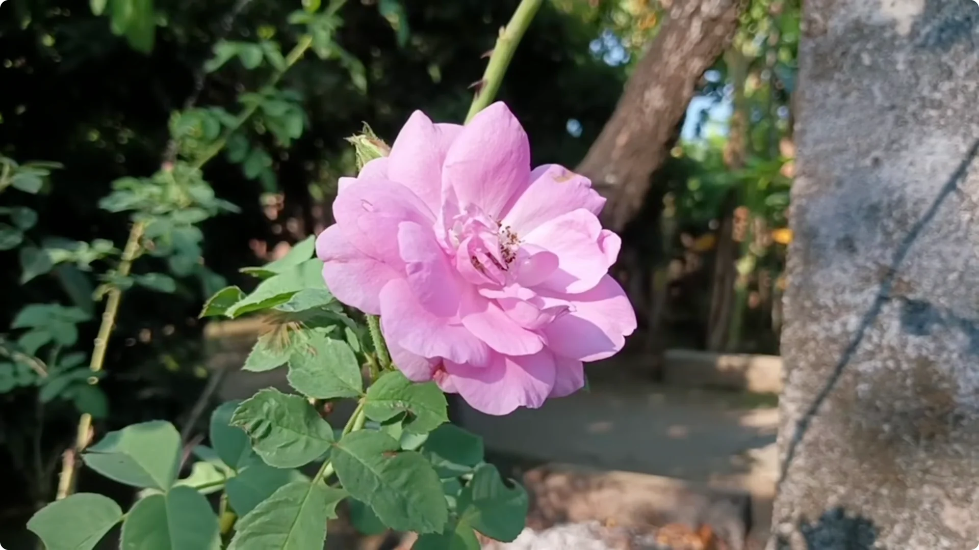 How to Grow Roses That Bloom All Year (Even If You're a Beginner) screenshot 37