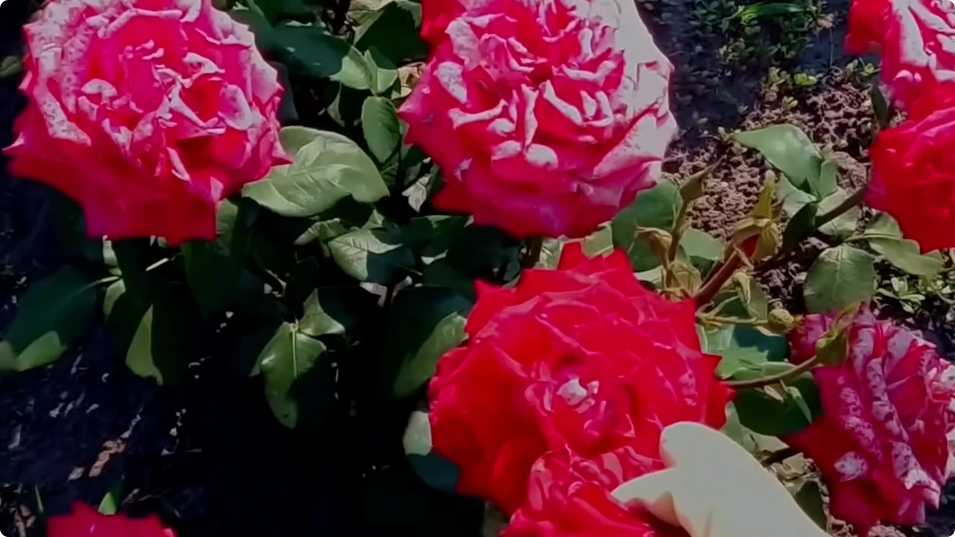 How to Grow Roses That Bloom All Year (Even If You're a Beginner) screenshot 4