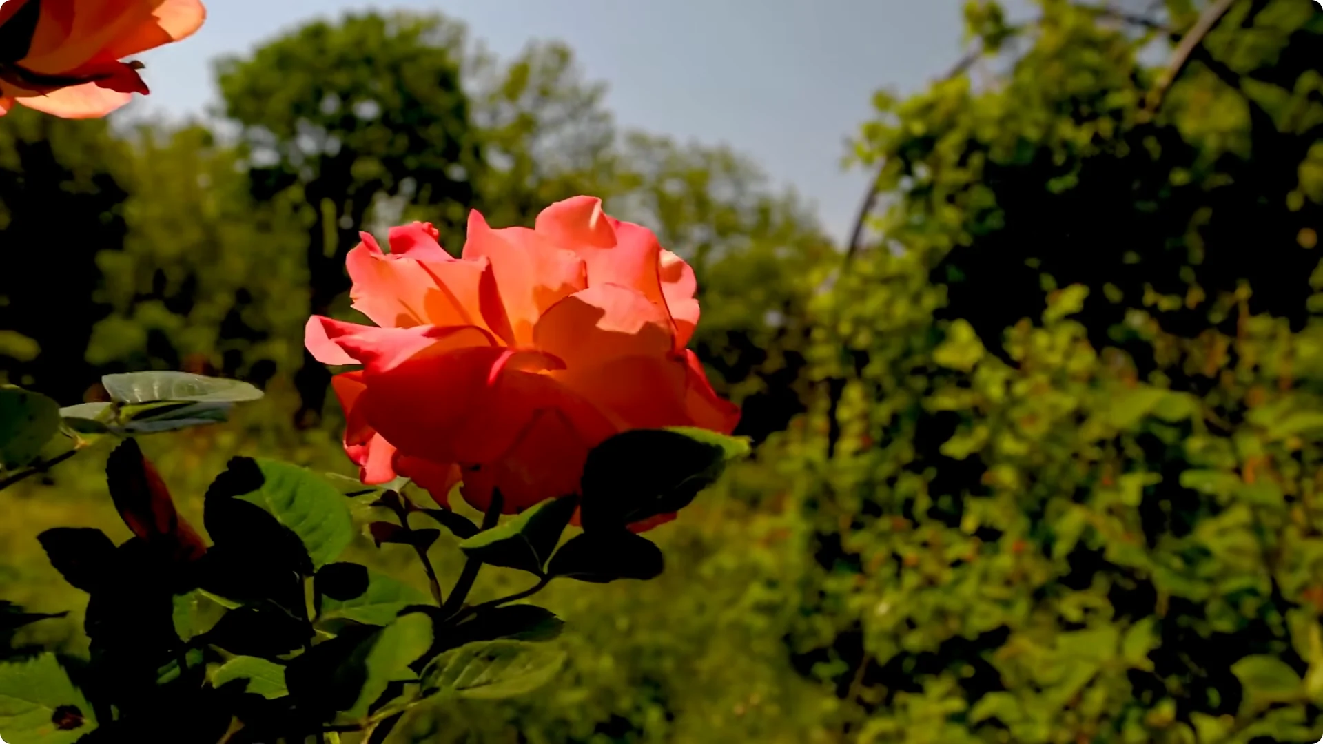 How to Grow Roses That Bloom All Year (Even If You're a Beginner) screenshot 8