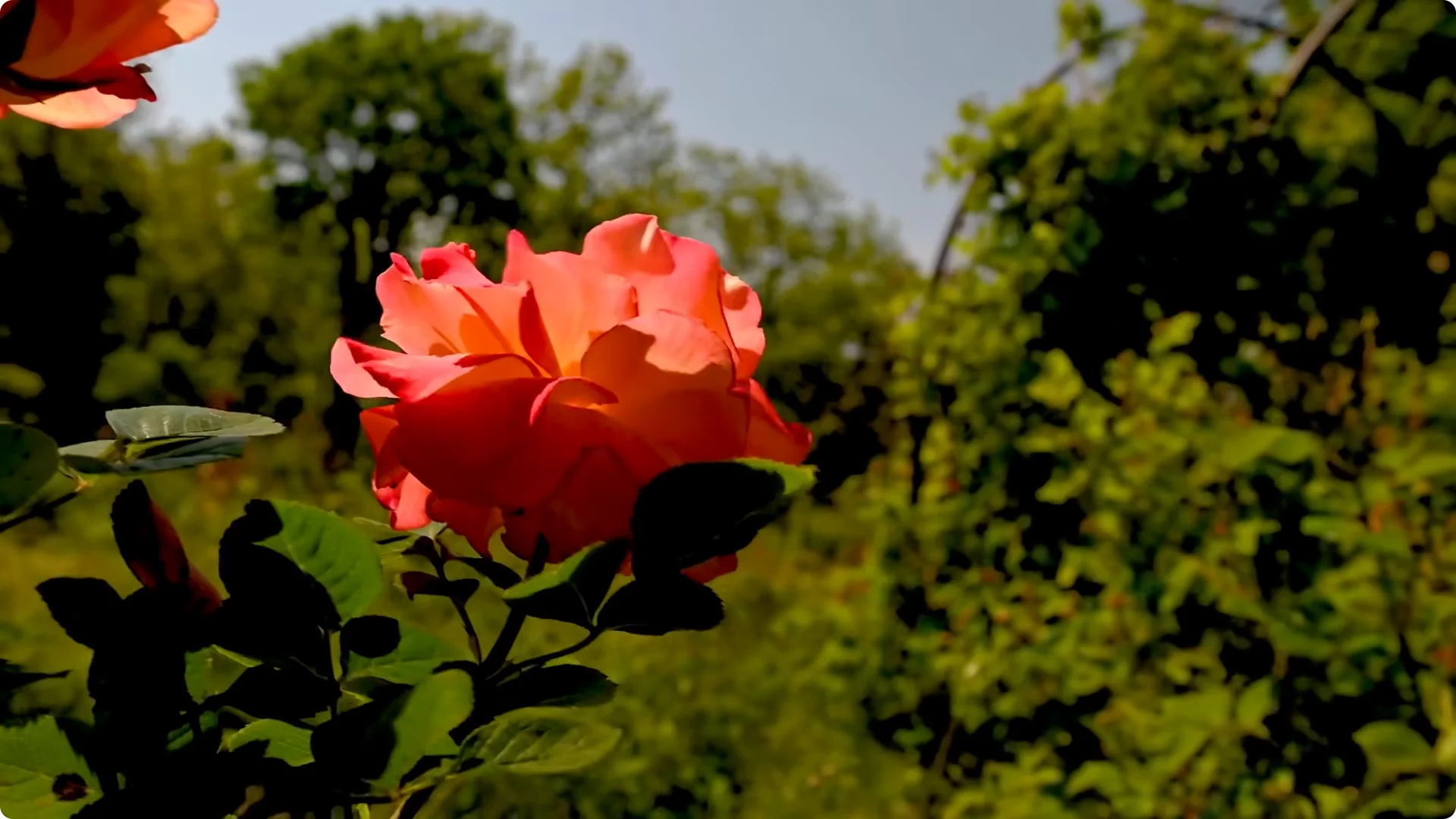 How to Grow Roses That Bloom All Year (Even If You're a Beginner) screenshot 9