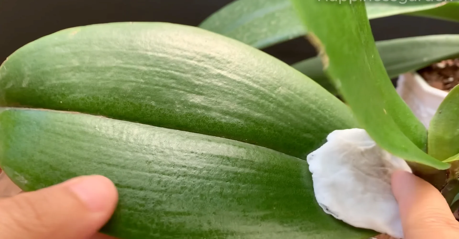 How to Help Your Orchid Root and Bloom Much Faster? screenshot 3