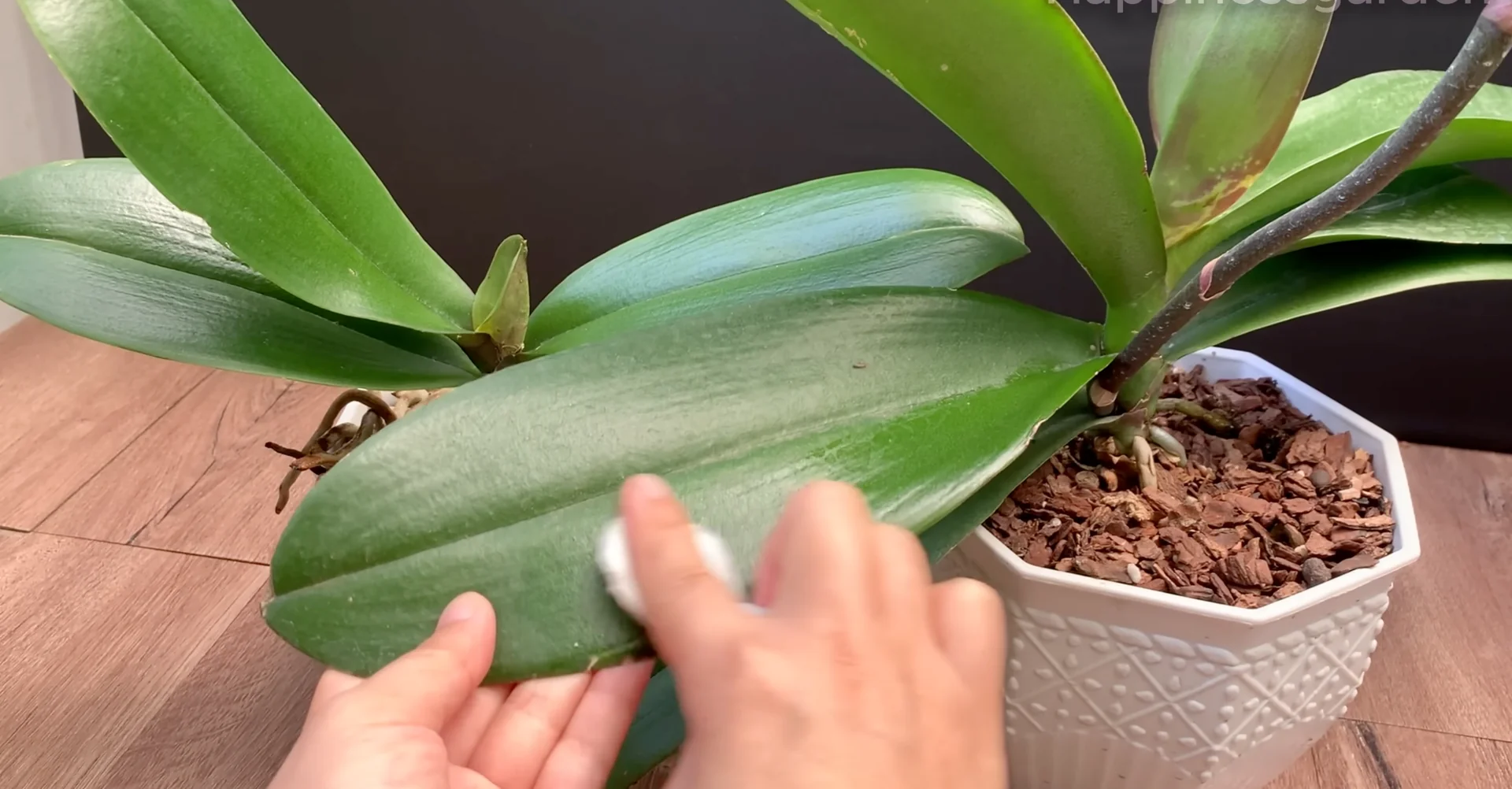 How to Help Your Orchid Root and Bloom Much Faster? screenshot 4