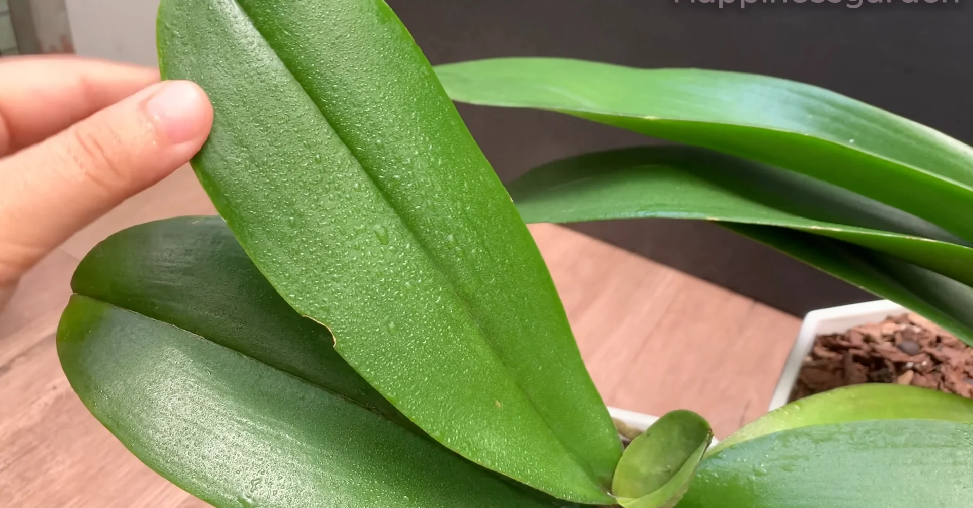 How to Help Your Orchid Root and Bloom Much Faster? screenshot 6
